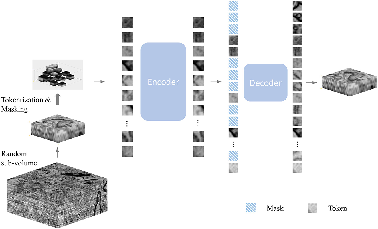 Frontiers Learning the heterogeneous representation of brain's