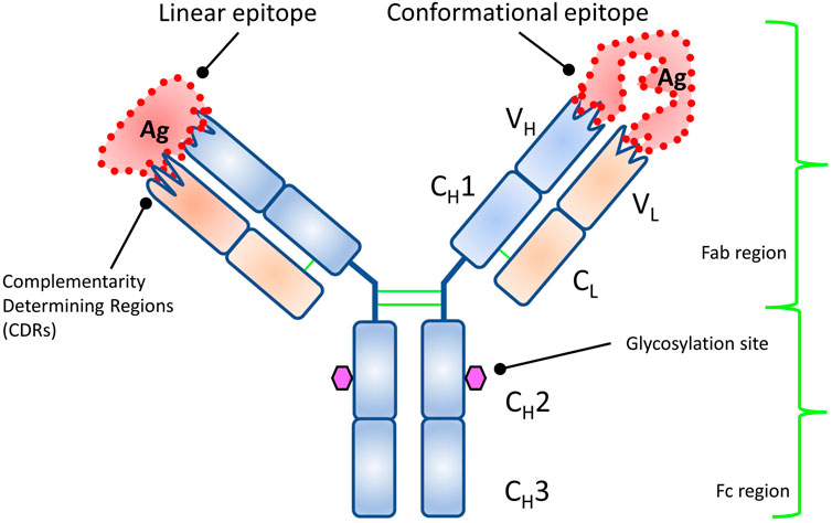 Dependence of the EGAM-thermal deuterium energy exchange on the EGAM