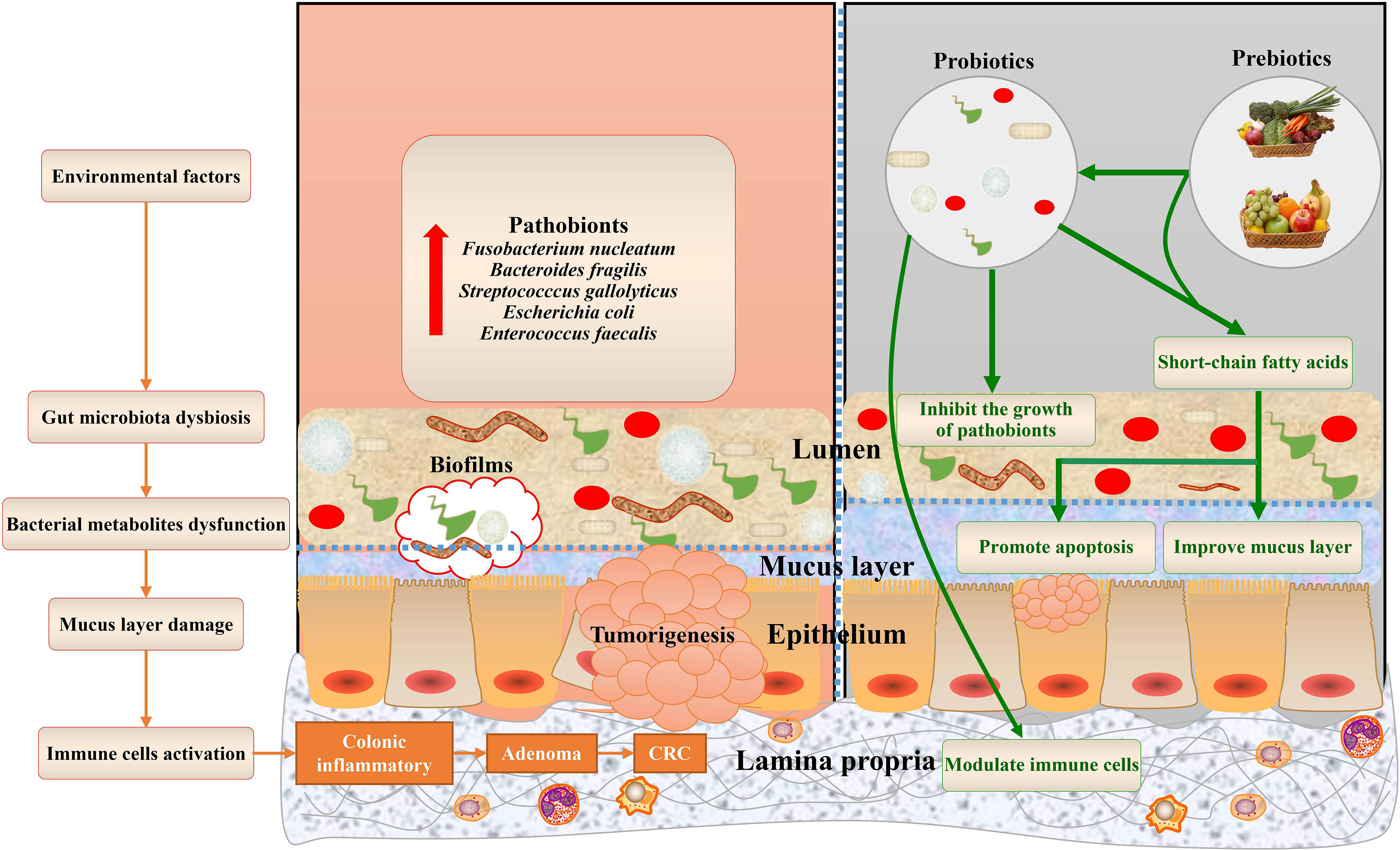 Frontiers  Emerging Evidence on the Effects of Dietary Factors on the Gut  Microbiome in Colorectal Cancer