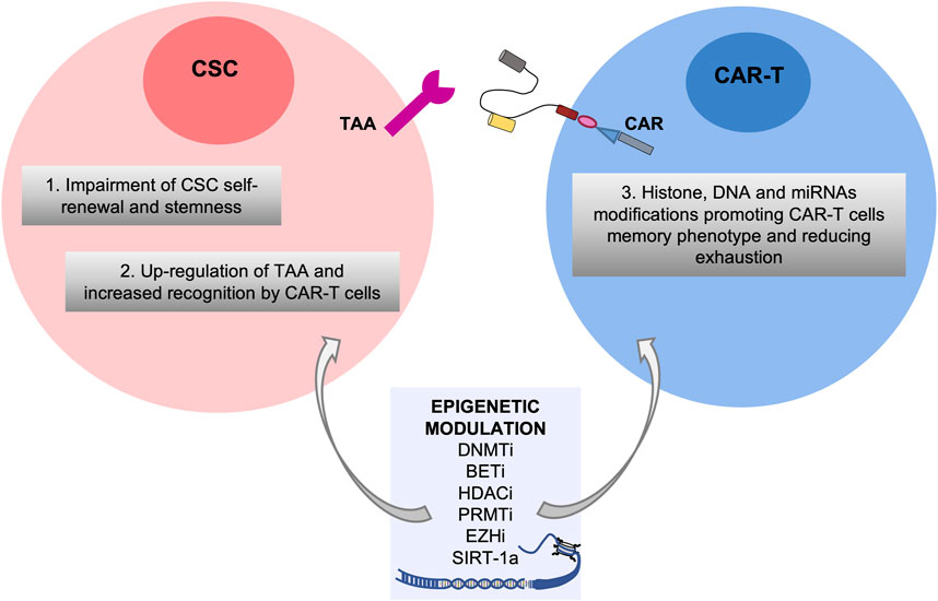 Frontiers  Novel insights into cancer stem cells targeting: CAR-T therapy  and epigenetic drugs as new pillars in cancer treatment