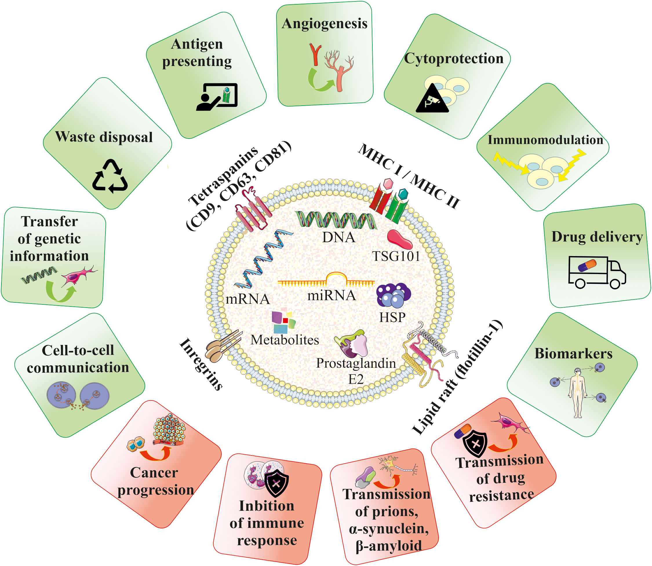 Frontiers | Stem cell- derived extracellular vesicles as new tools in regenerative medicine - Immunomodulatory role and future perspectives Frontiers | Stem cell- derived extracellular vesicles as new tools in regenerative medicine - Immunomodulatory role and future perspectives