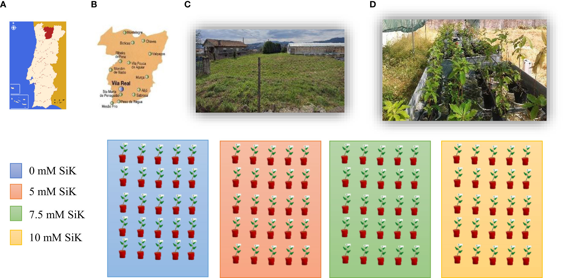 Frontiers  The potential of SiK® fertilization in the resilience