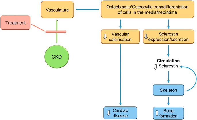 Bone markers in low and high turnover bone disease in CKD