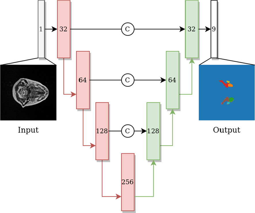 Frontiers  Deep learning for automatic head and neck lymph node level  delineation provides expert-level accuracy