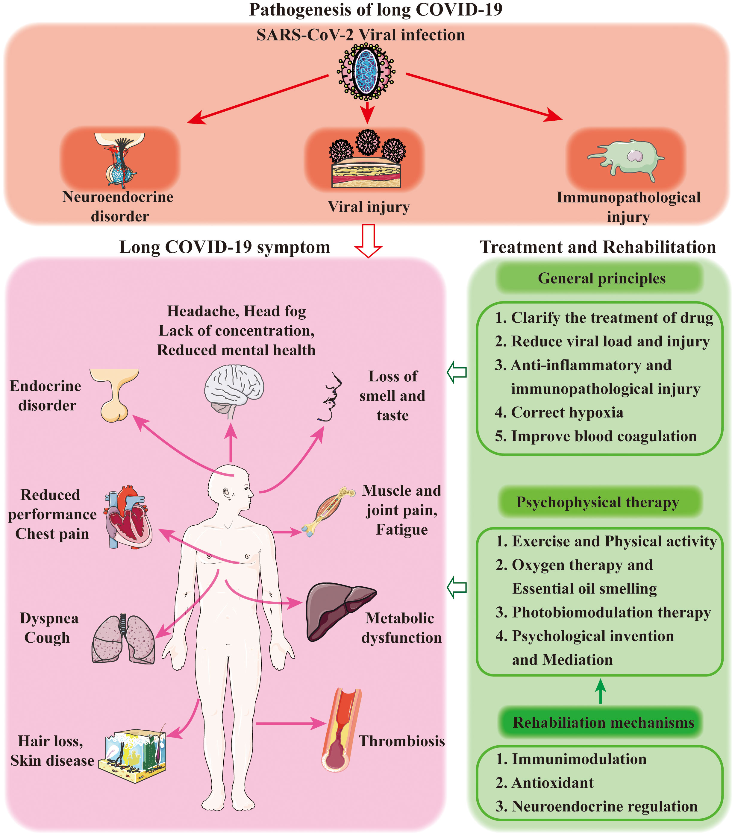 Behind the Scenes of Long COVID: Understanding the Causes of Exercise Intolerance - Management and Treatment