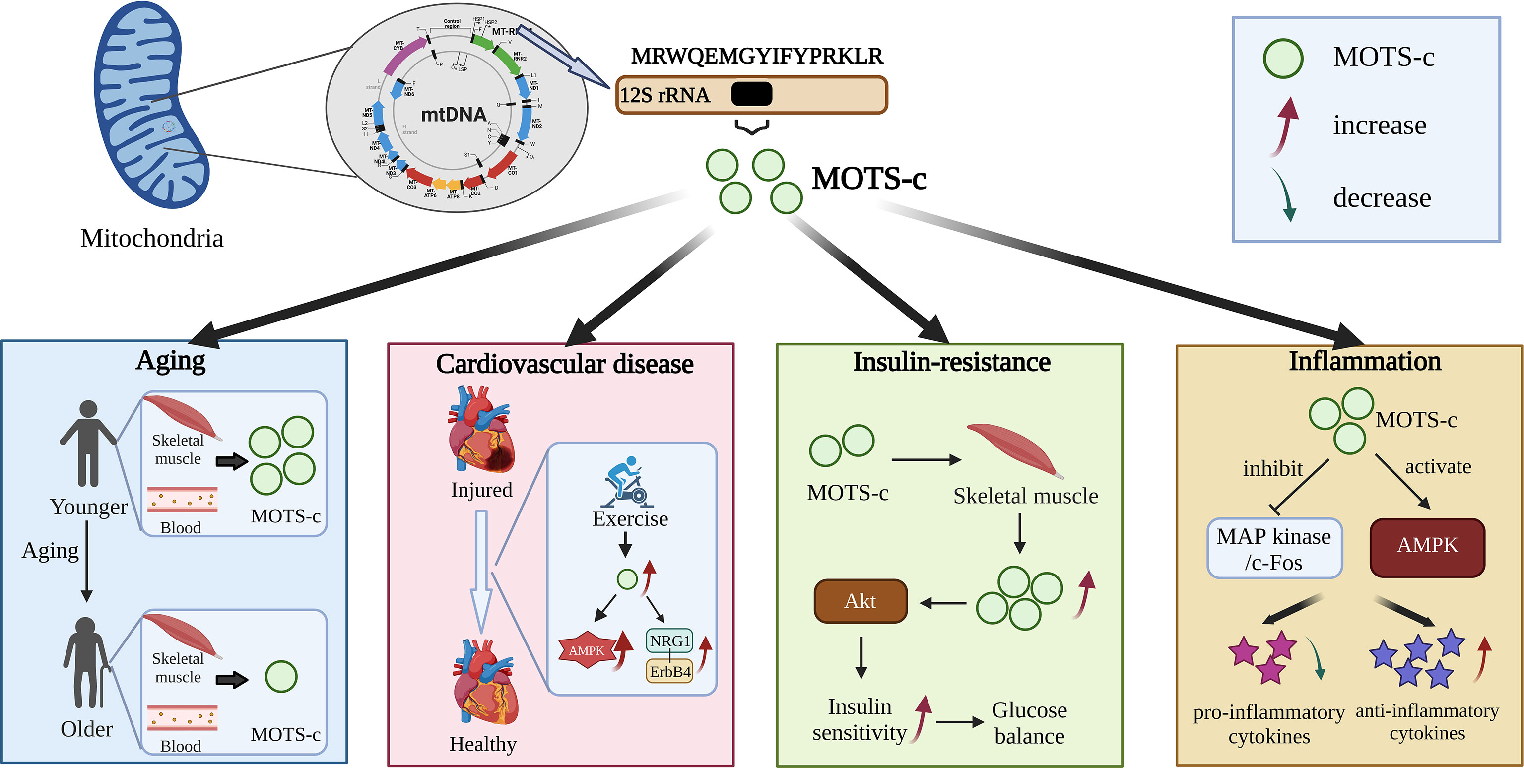 Spatiotemporal mapping of bacterial membrane potential responses