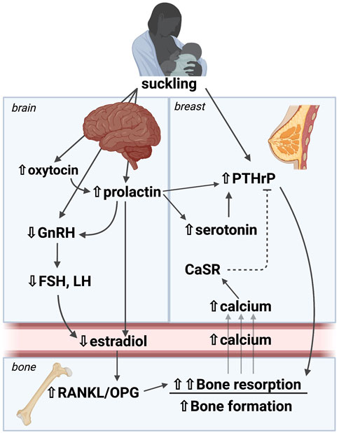 Bone Growth Stimulation: What The Evidence Reveals