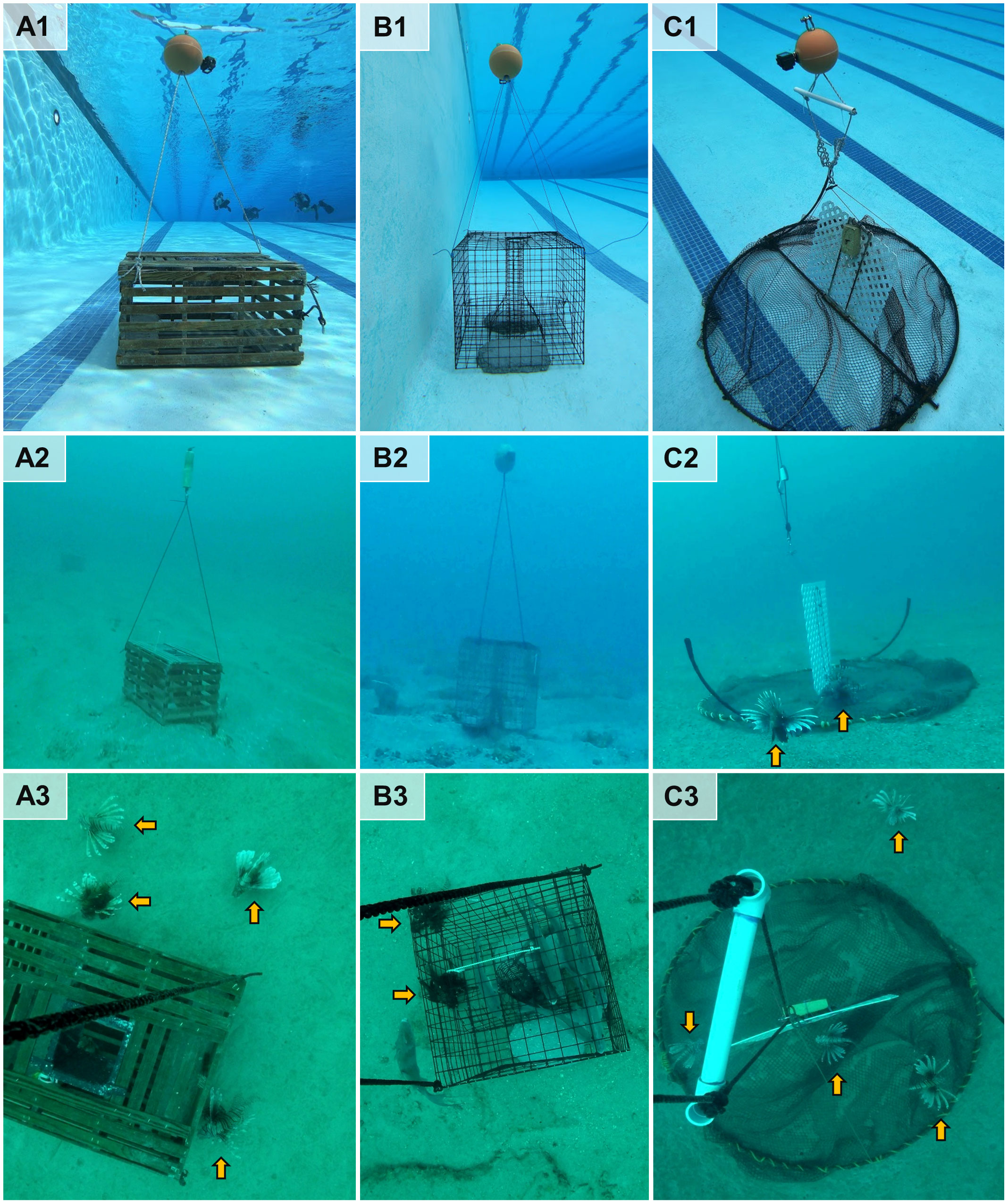 Frontiers  Three trap designs evaluated for a deepwater lionfish