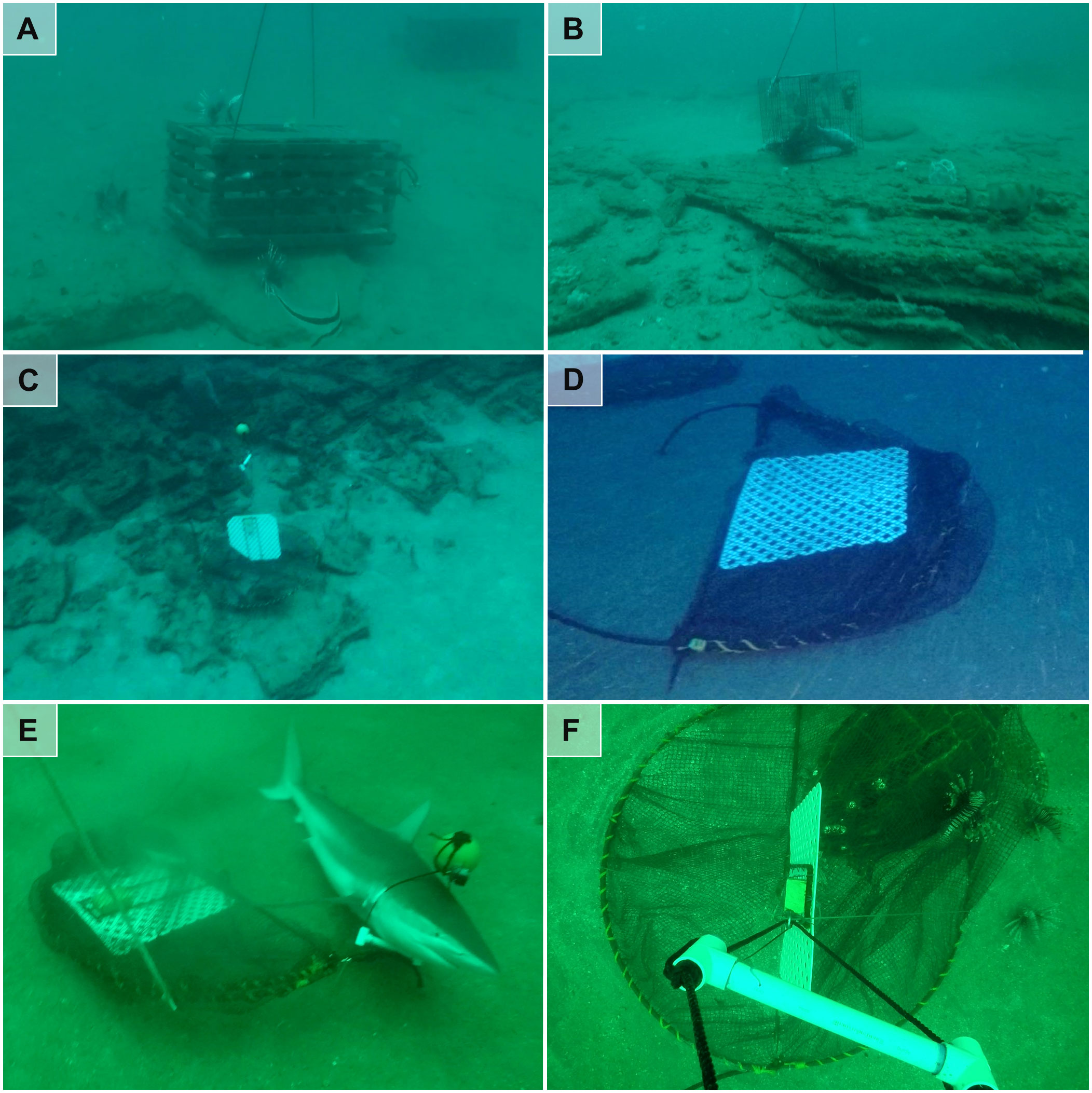 Frontiers  Three trap designs evaluated for a deepwater lionfish fishery