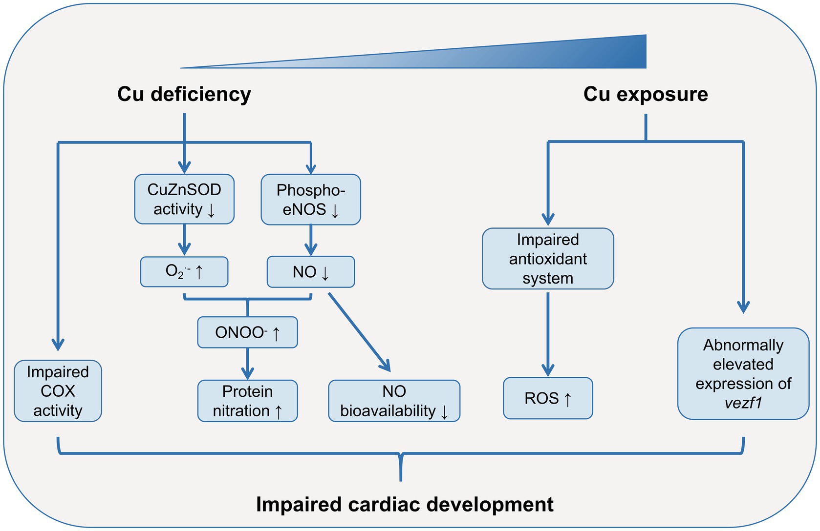 Frontiers  Exposure to essential and non-essential trace elements and  risks of congenital heart defects: A narrative review