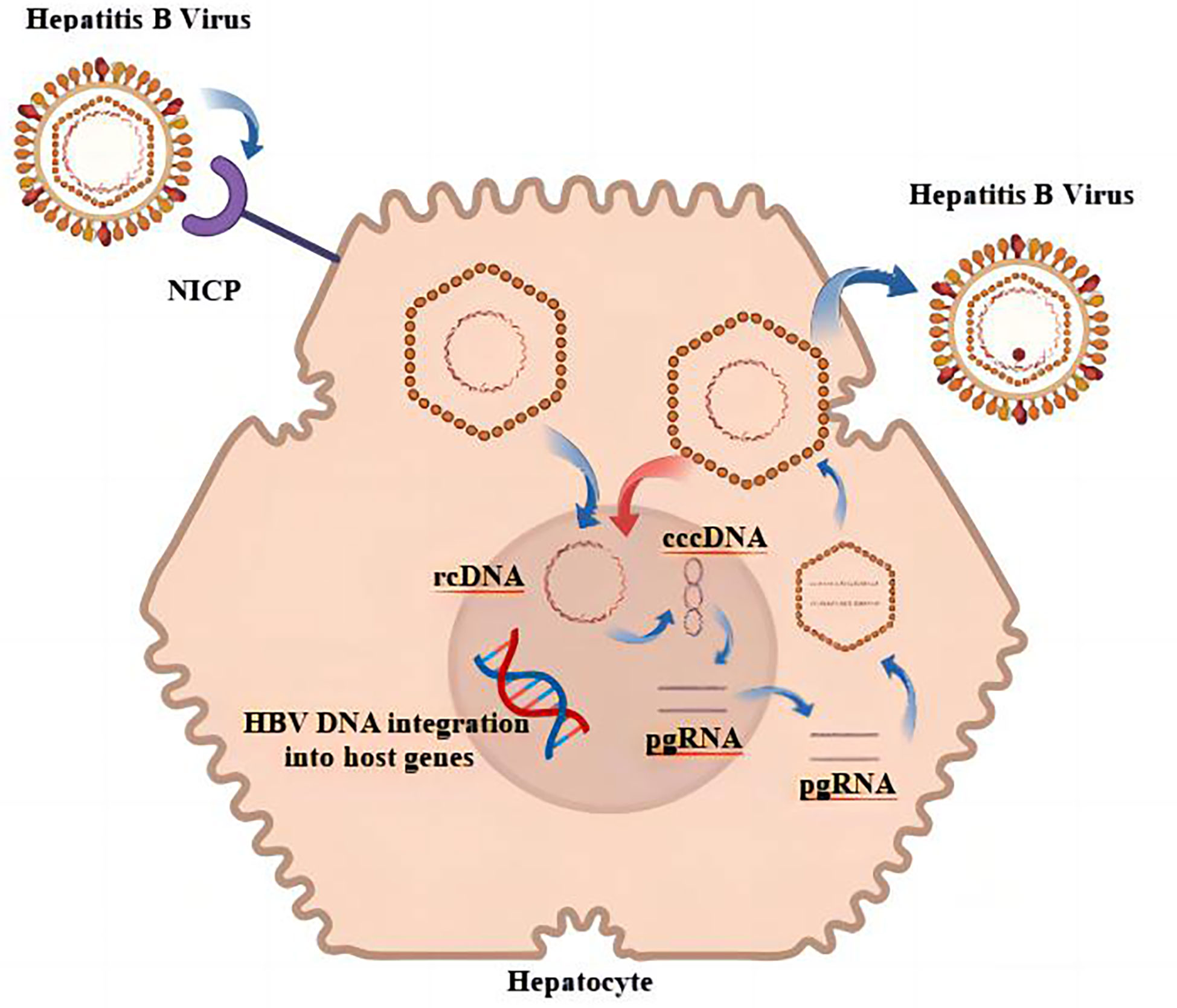 Frontiers  Effects of hepatitis B virus infection and strategies for  preventing mother-to-child transmission on maternal and fetal T-cell  immunity