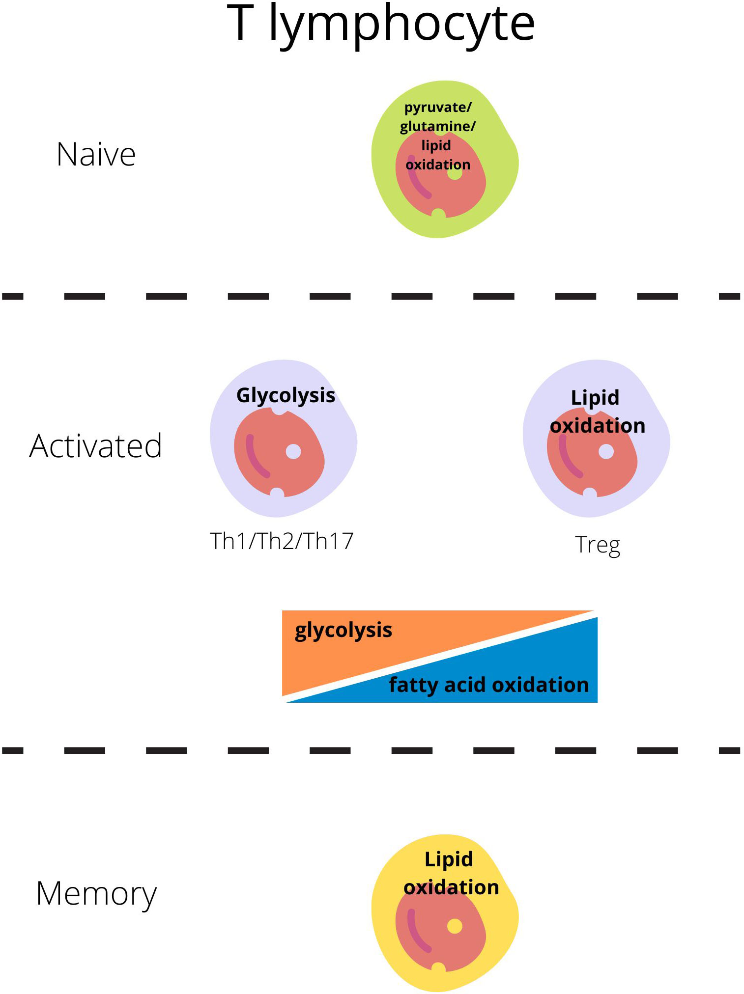 Frontiers T Regulatory Cells Metabolism The Influence On Functional frontiers-t-regulatory-cells-metabolism-the-influence-on-functional