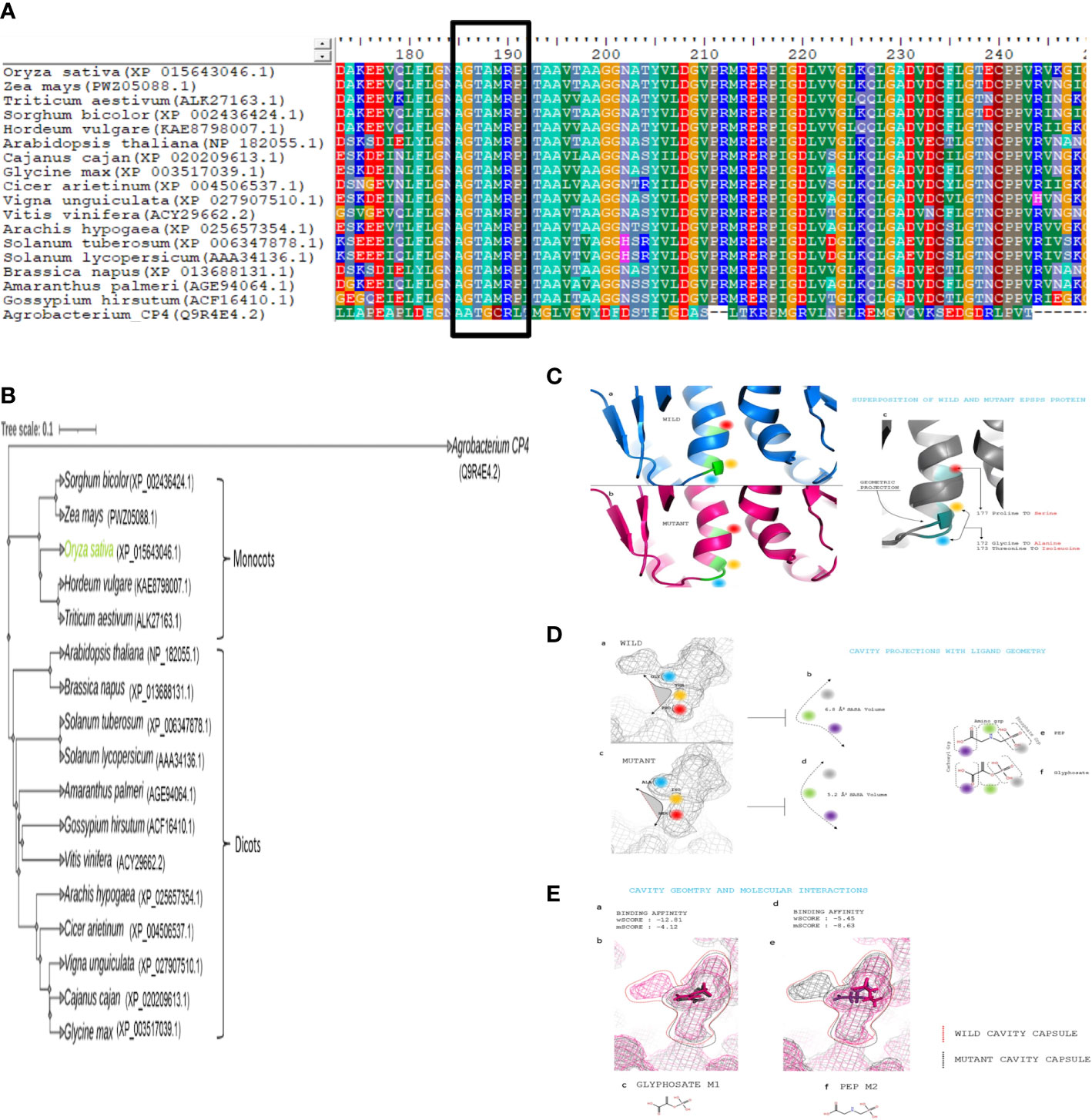 Frontiers | CRISPR/Cas9‐mediated homology donor repair base