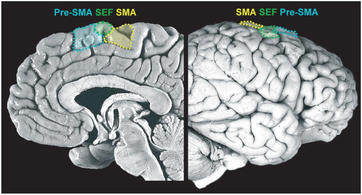 Brain 89. Дополнительная моторная область мозга. Зона ТПО В мозге.