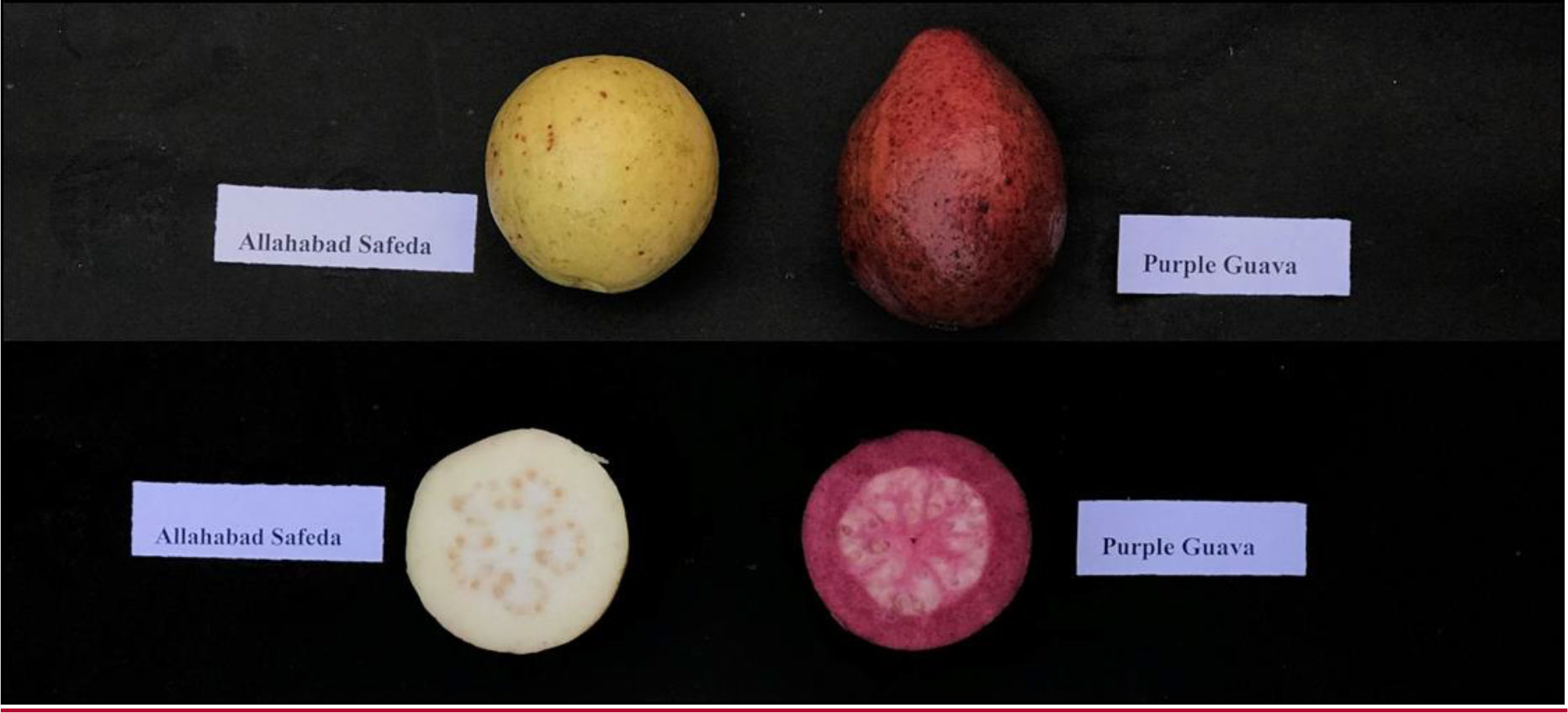 Cassava white peach scale (052)