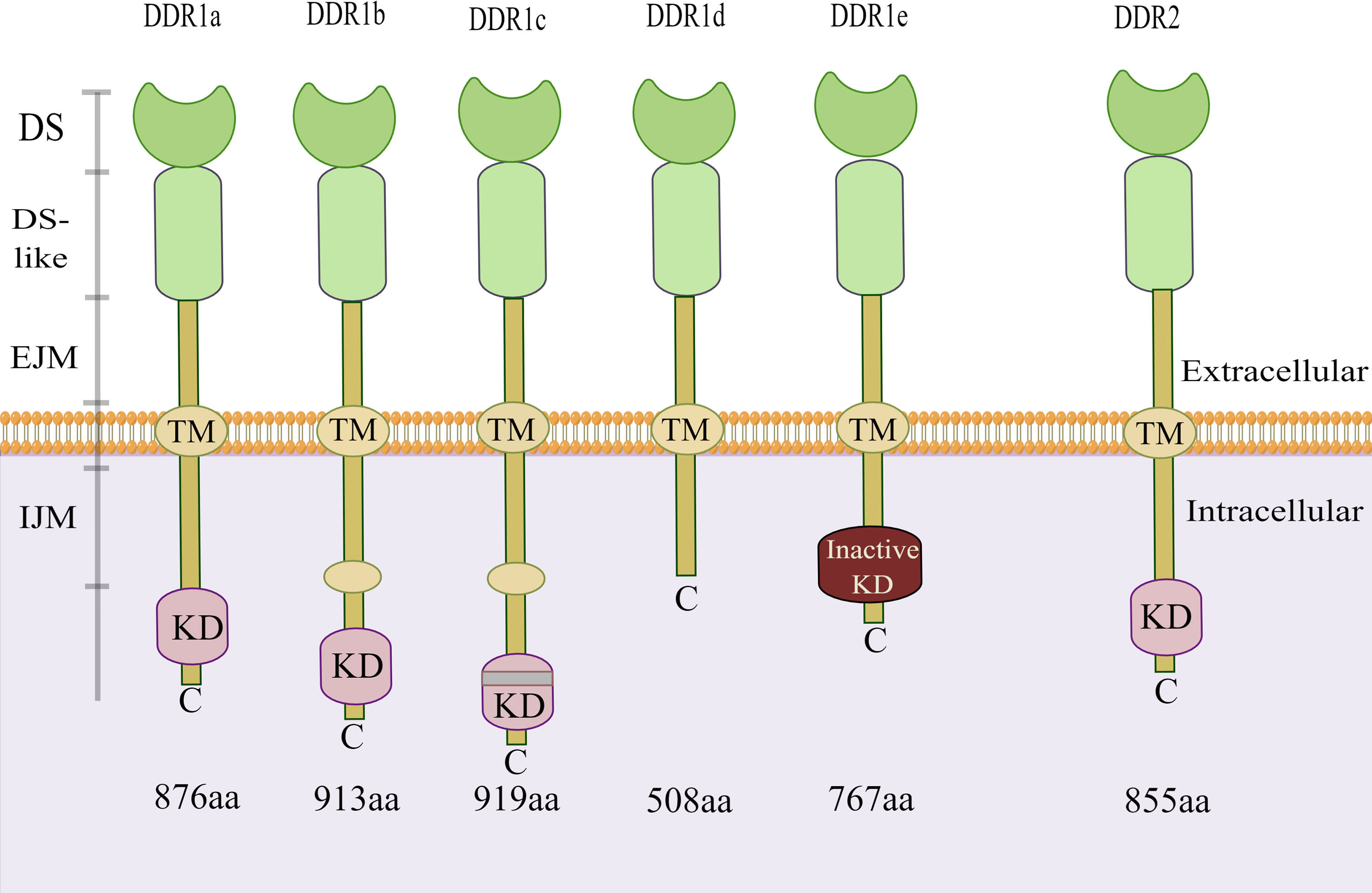 Frontiers Focusing on discoidin domain receptors in premalignant and malignant liver diseases