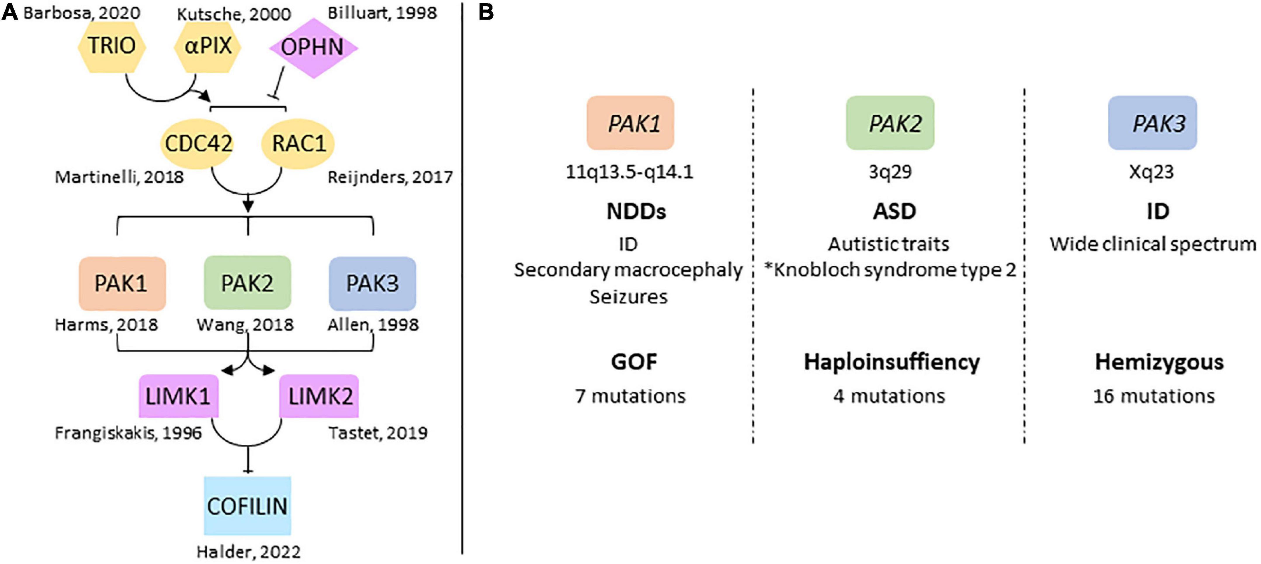 Frontiers  Lysosomal Diseases and Neuropsychiatry: Opportunities