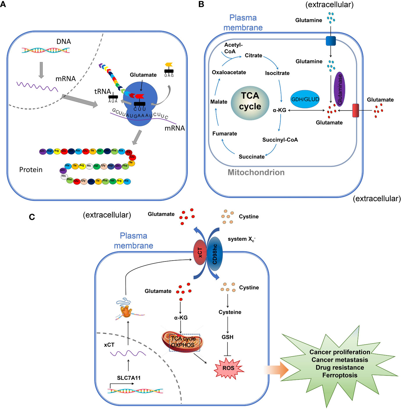 Relative Uptake, Metabolism, and β-Receptor Binding of (1R,2S)-4