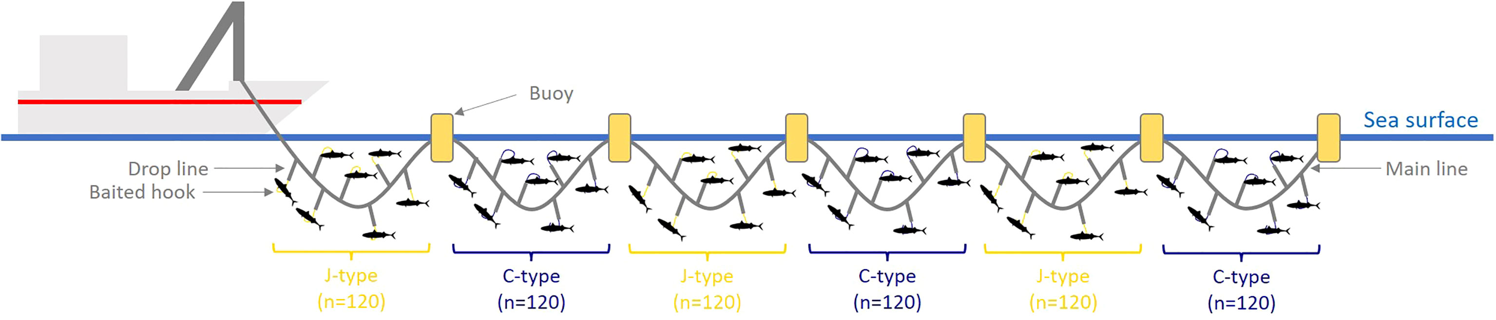 Frontiers  Mitigating effects on target and by-catch species fished by  drifting longlines using circle hooks in the South Adriatic Sea (Central  Mediterranean)