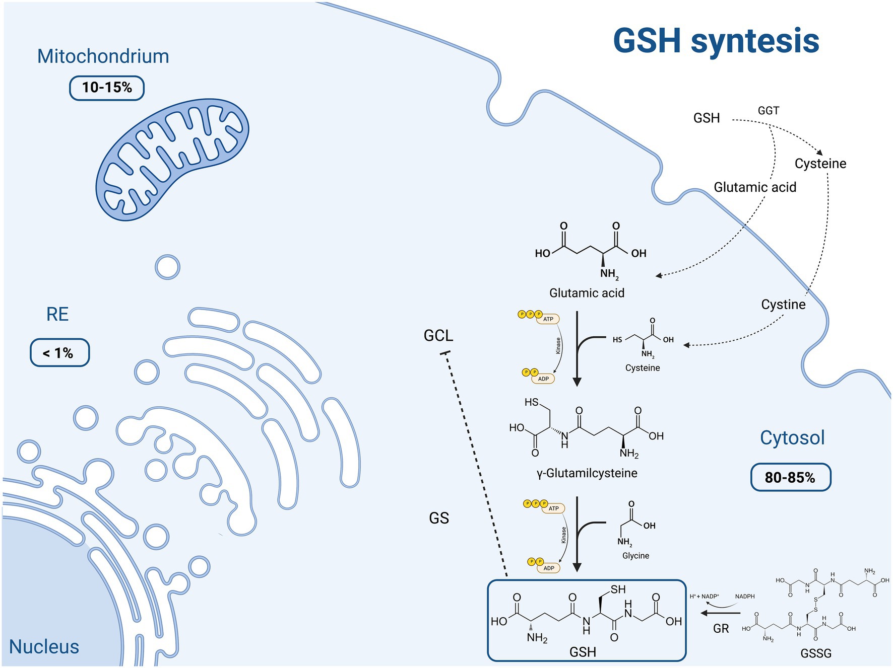 Frontiers Glutathione Pharmacological Aspects And Implications For 