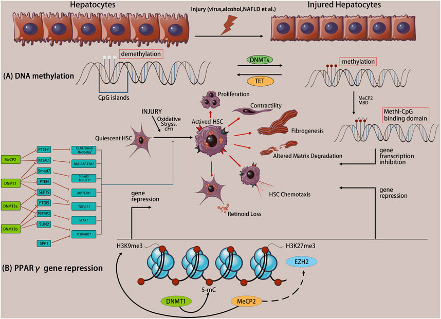 Frontiers | Role and mechanism of DNA methylation and its 