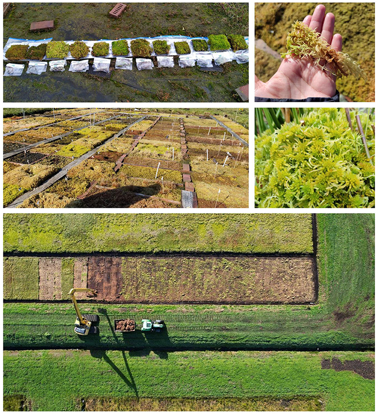 Figure 2 - Sphagnum mosses in our field site in the Hankhauser Moor (Lower Saxony, NW Germany), including a top view of a Sphagnum field being harvested (photo credit: Sarian Kosten, Gabrielle Quadra, and Ralph Temmink).