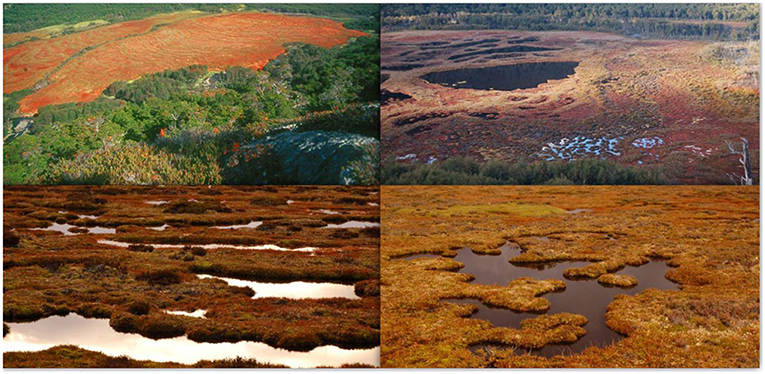 Figure 3 - Landscapes created by Sphagnum at Isla Grande de Tierra del Fuego (South America; photo credit: Christian Fritz).