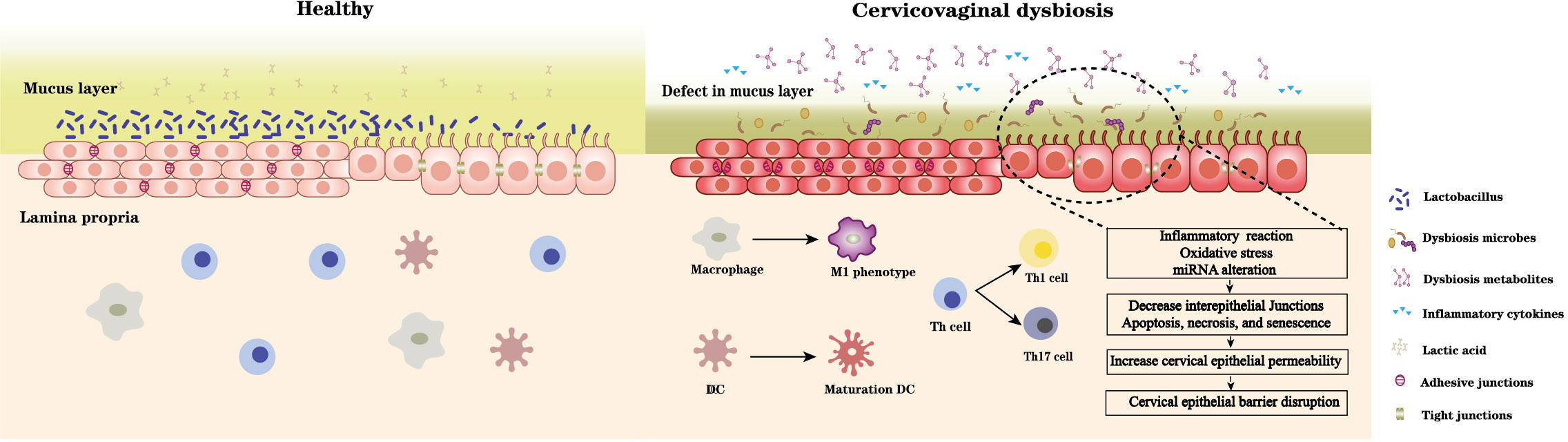 Frontiers  Interactions between microbiota and cervical