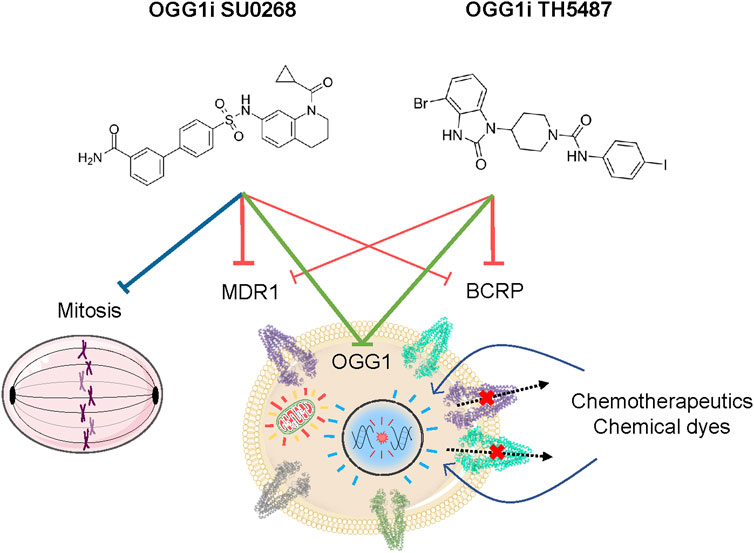 In vivo efficacy testing Clinisciences