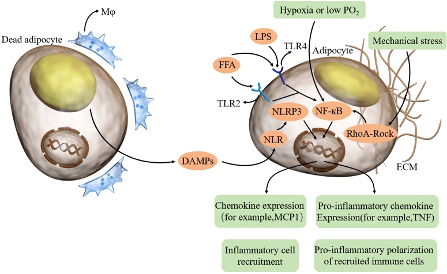 Well-regulated adipose tissue