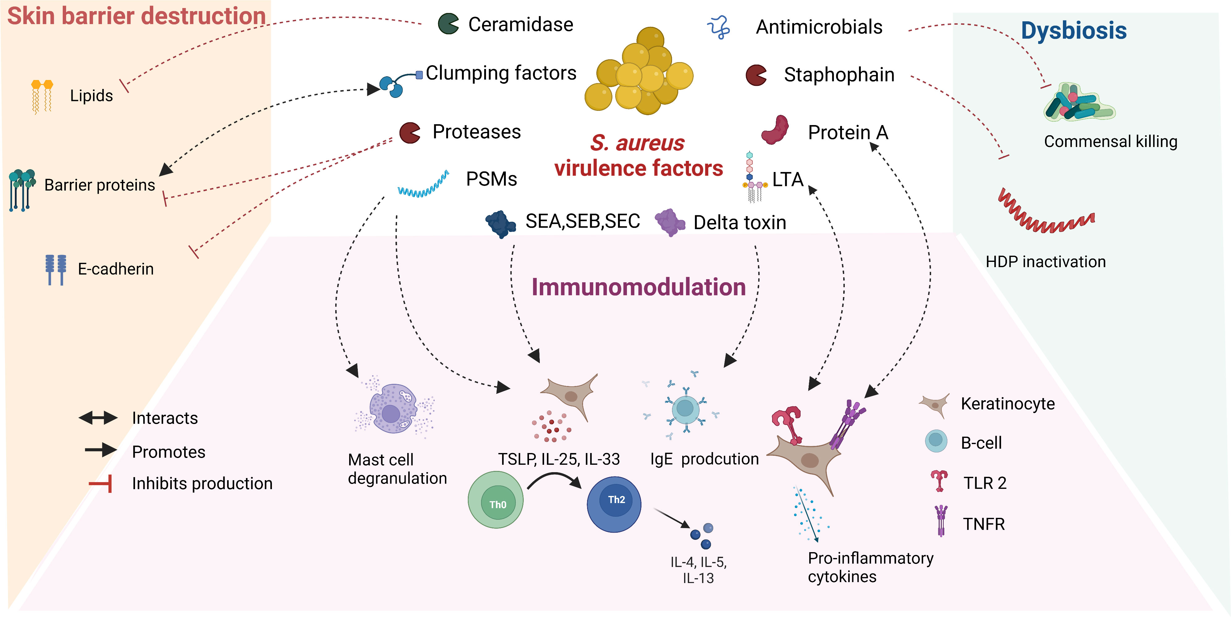 Researchers use skin-colonizing bacteria to create a topical cancer therapy  in mice, News Center