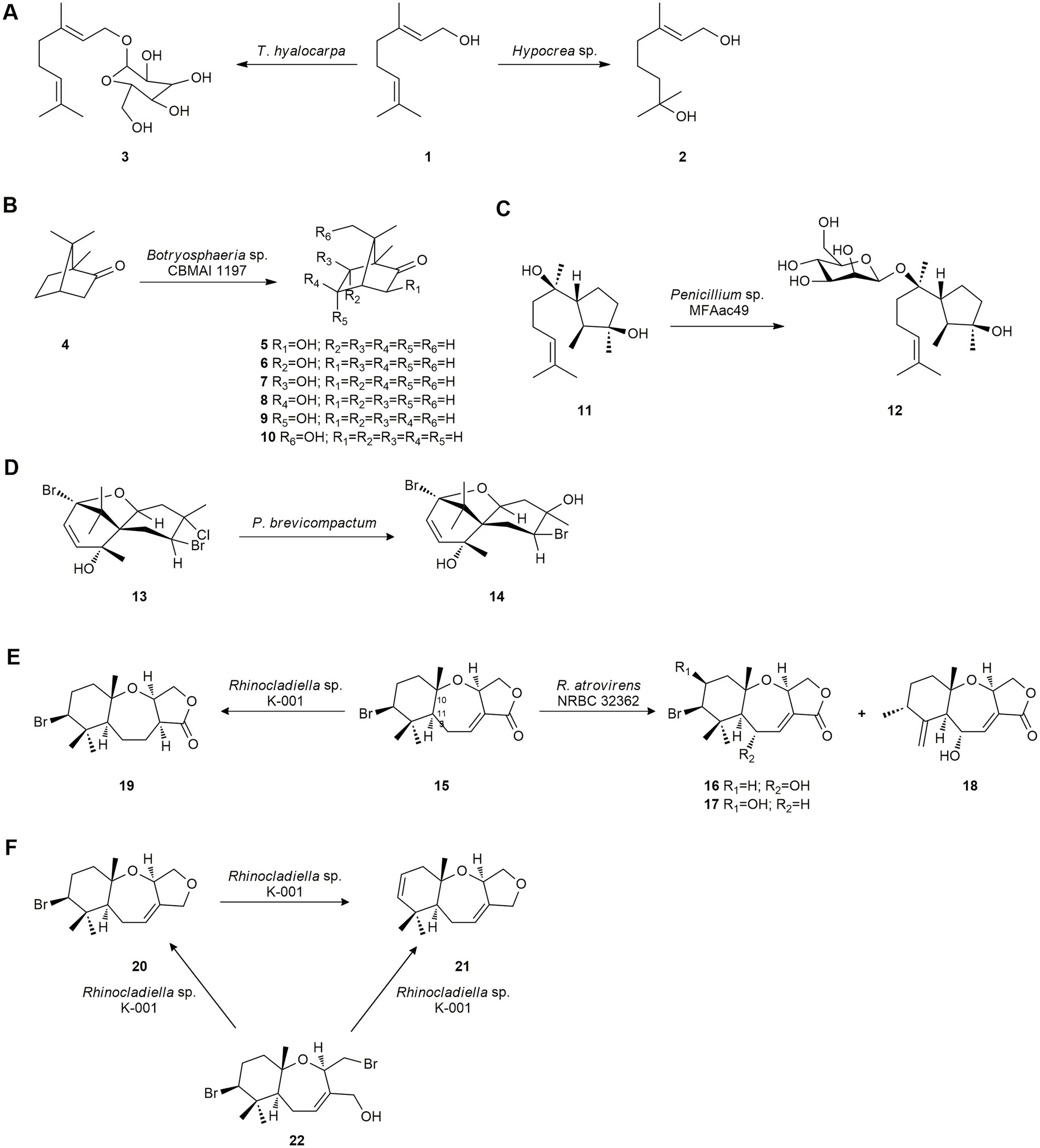 Frontiers | Marine-derived fungi as biocatalysts
