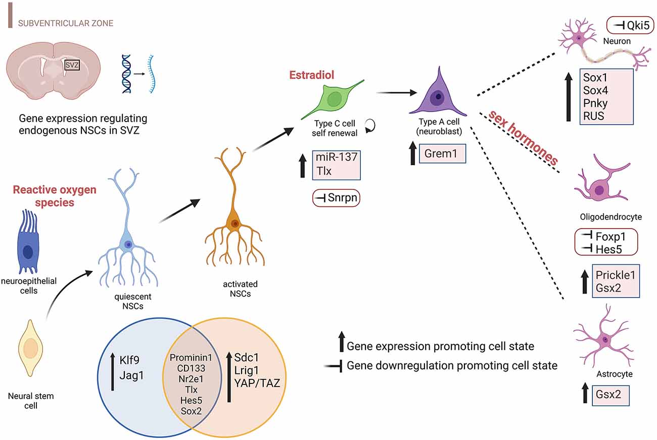 Frontiers  New insights on single-neuron selectivity in the era