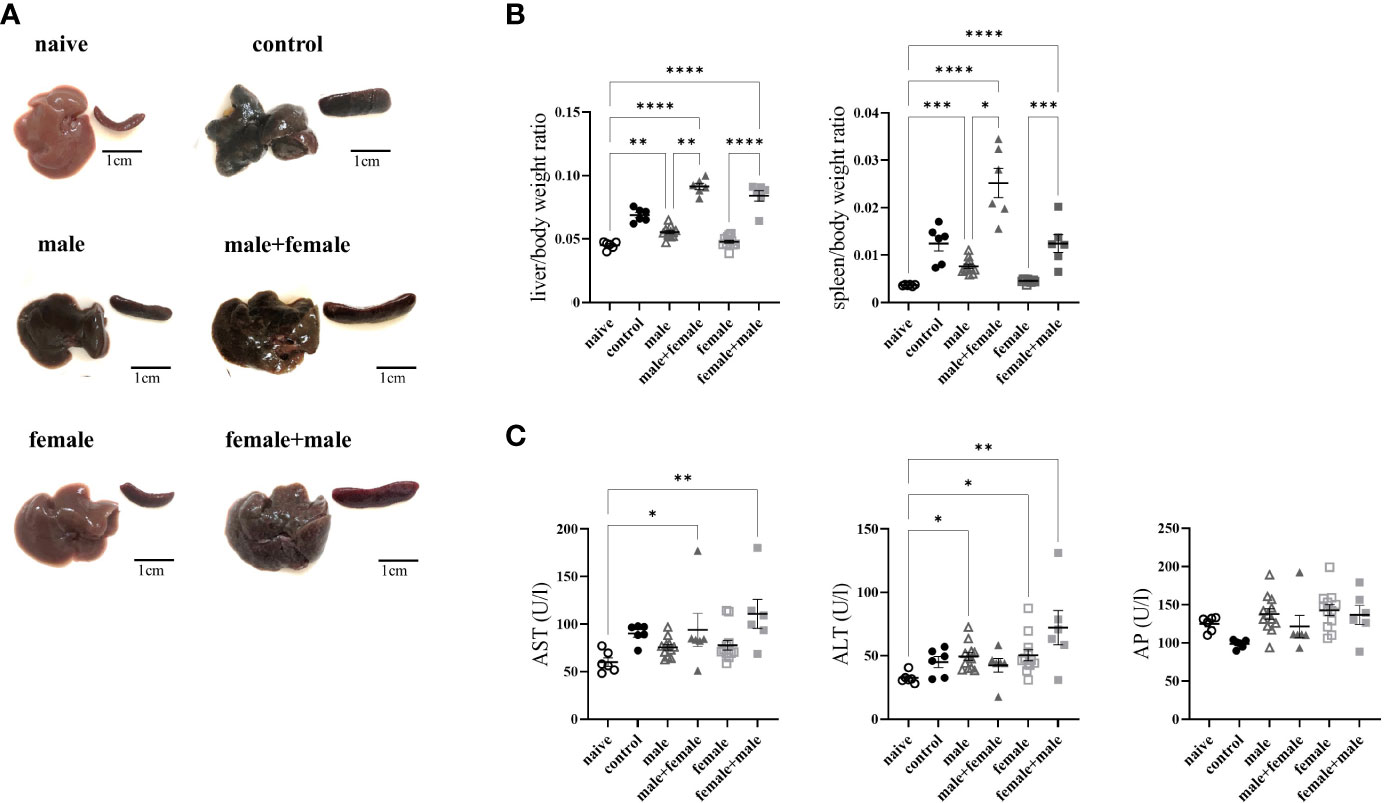 New Insights on Acute and Chronic Schistosomiasis: Do We Need a