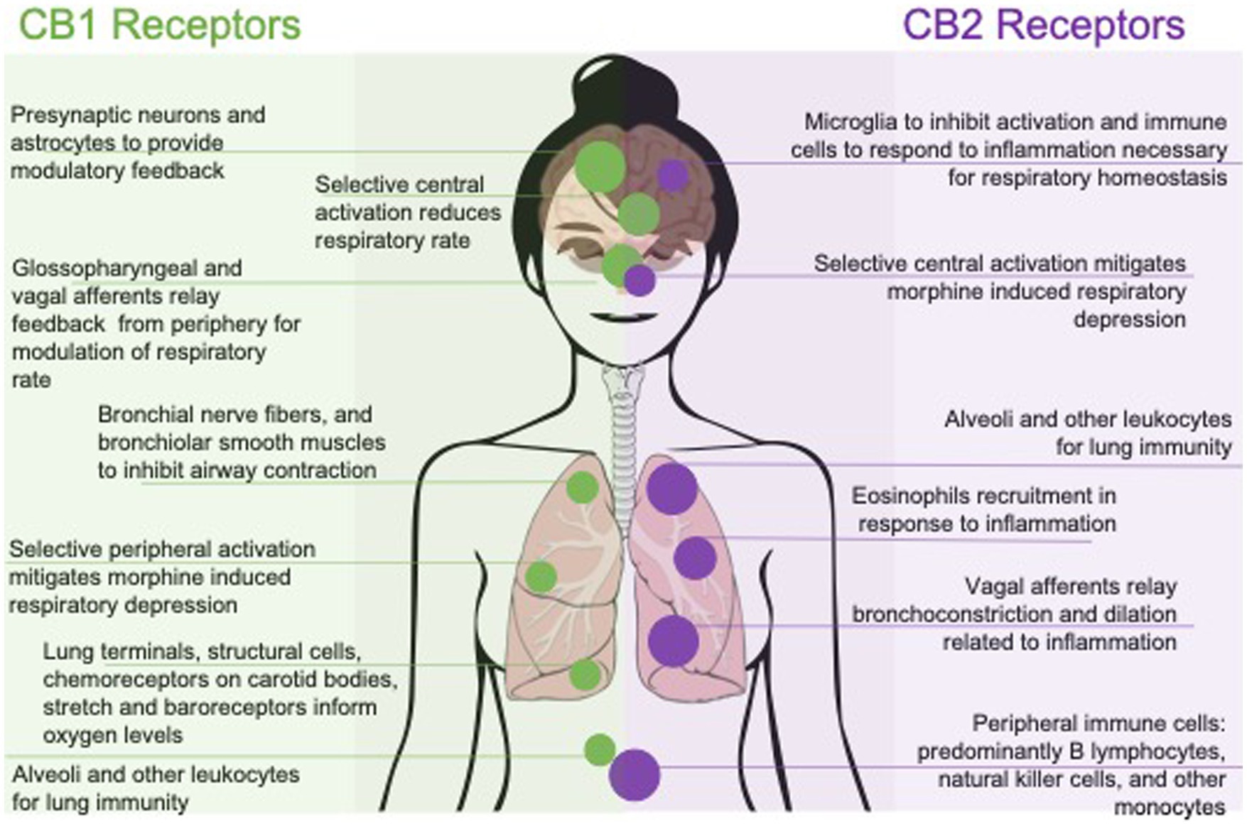 Anandamide: What Are the Benefits of This Cannabinoid?