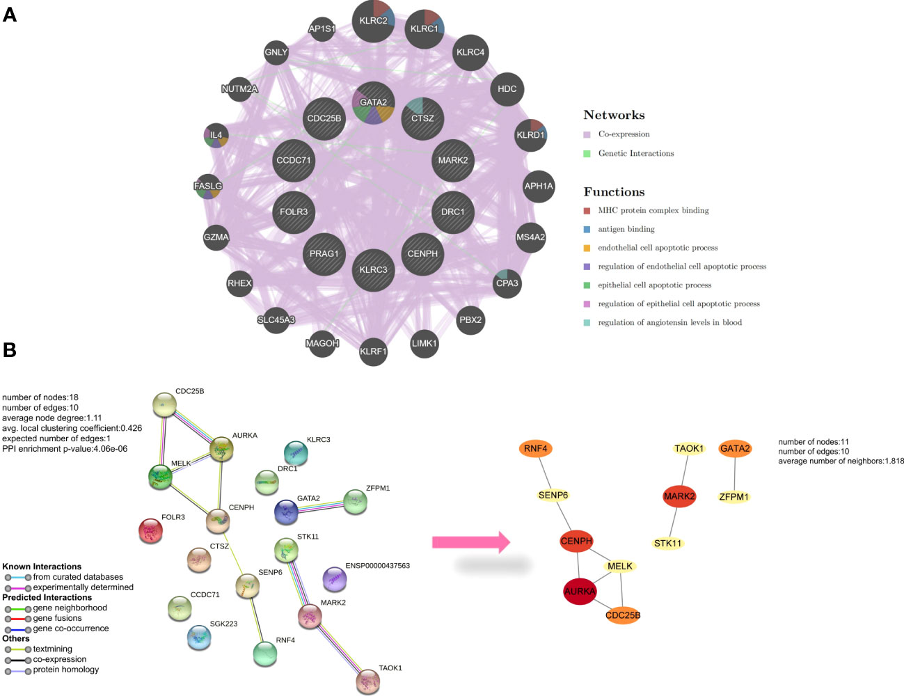 Frontiers  Identification of MARK2, CCDC71, GATA2, and KLRC3 as