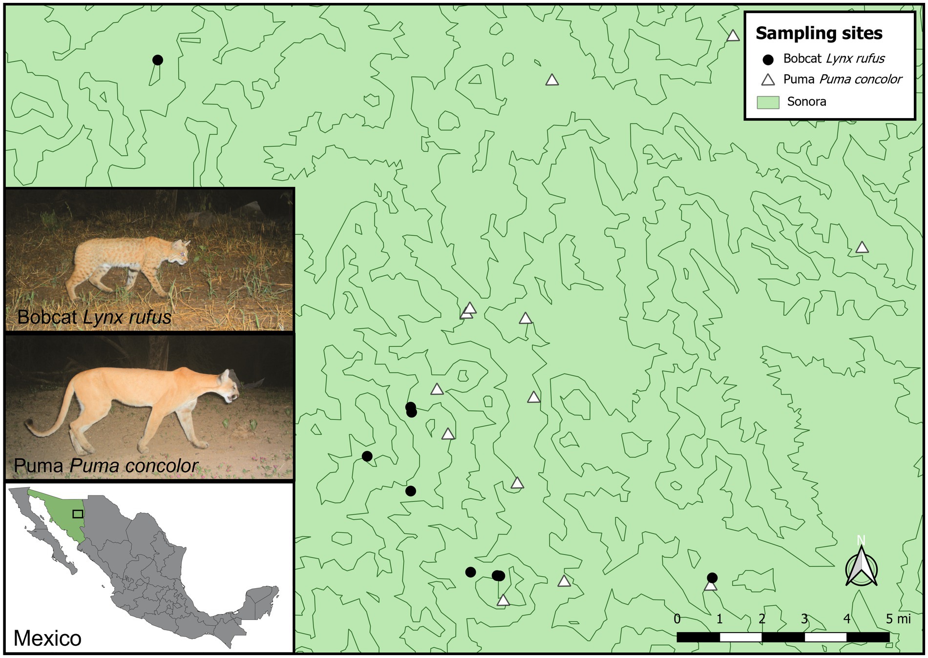 Frontiers | DNA virome of two sympatric wild bobcat (Lynx rufus) and puma concolor) in Sonora, Mexico