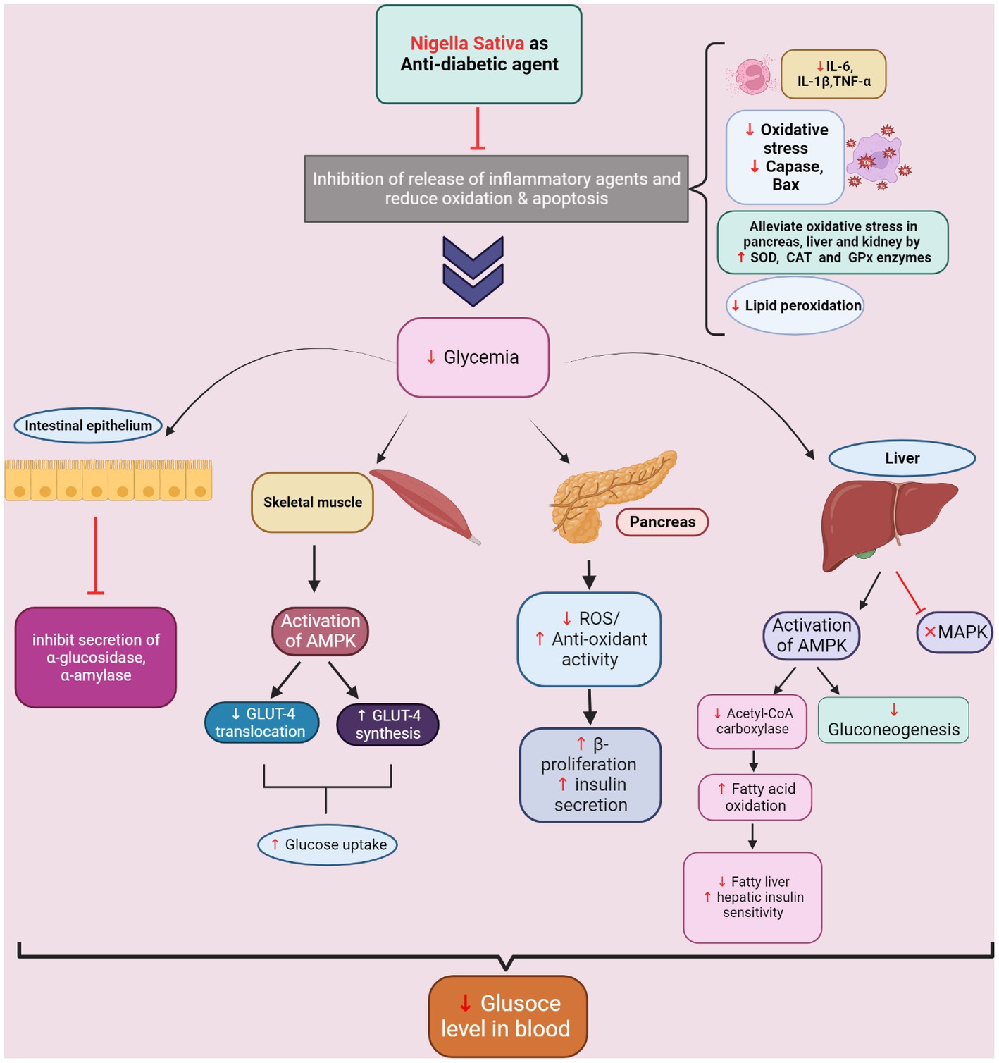 A comprehensive perspective of traditional Arabic or Islamic medicinal  plants as an adjuvant therapy against COVID-19 - ScienceDirect