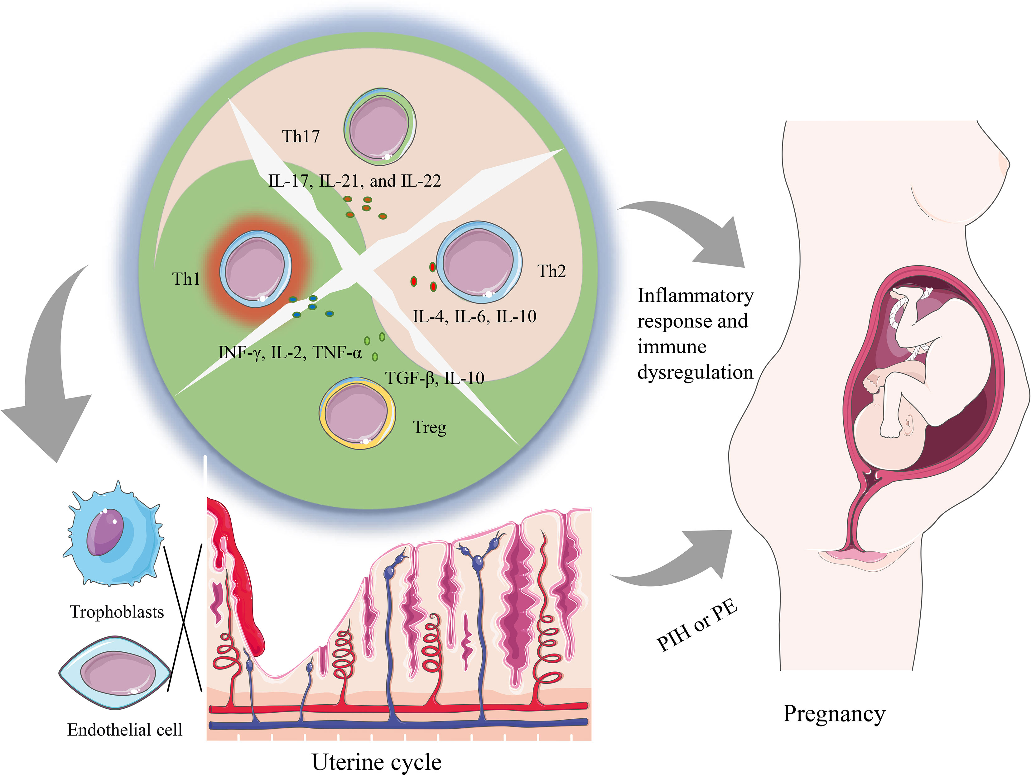 Hypertension in Pregnancy: Current Perspective