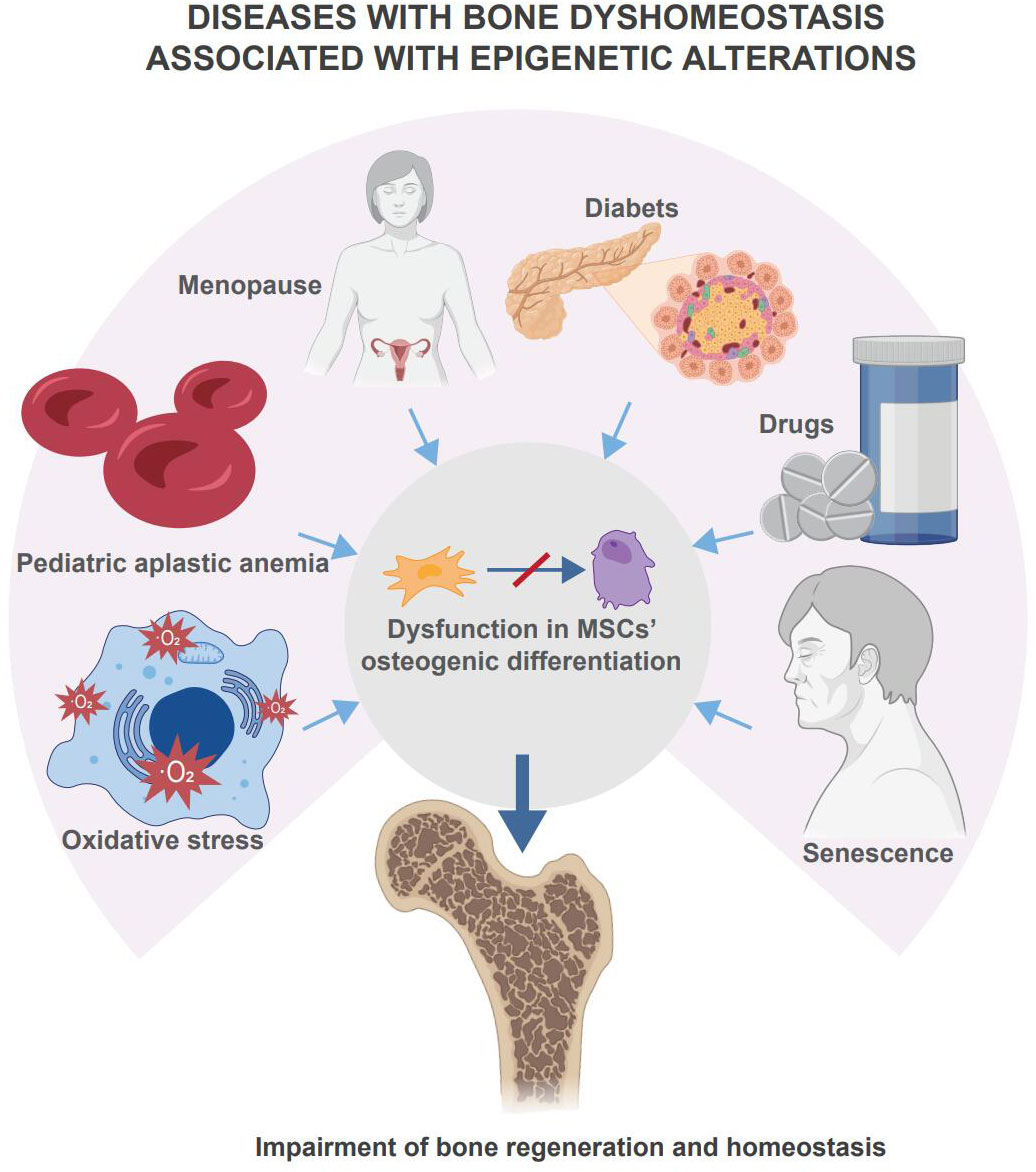 Substrate Compliance Directs the Osteogenic Lineages of Stem Cells from the  Human Apical Papilla via the Processes of Mechanosensing and  Mechanotransduction