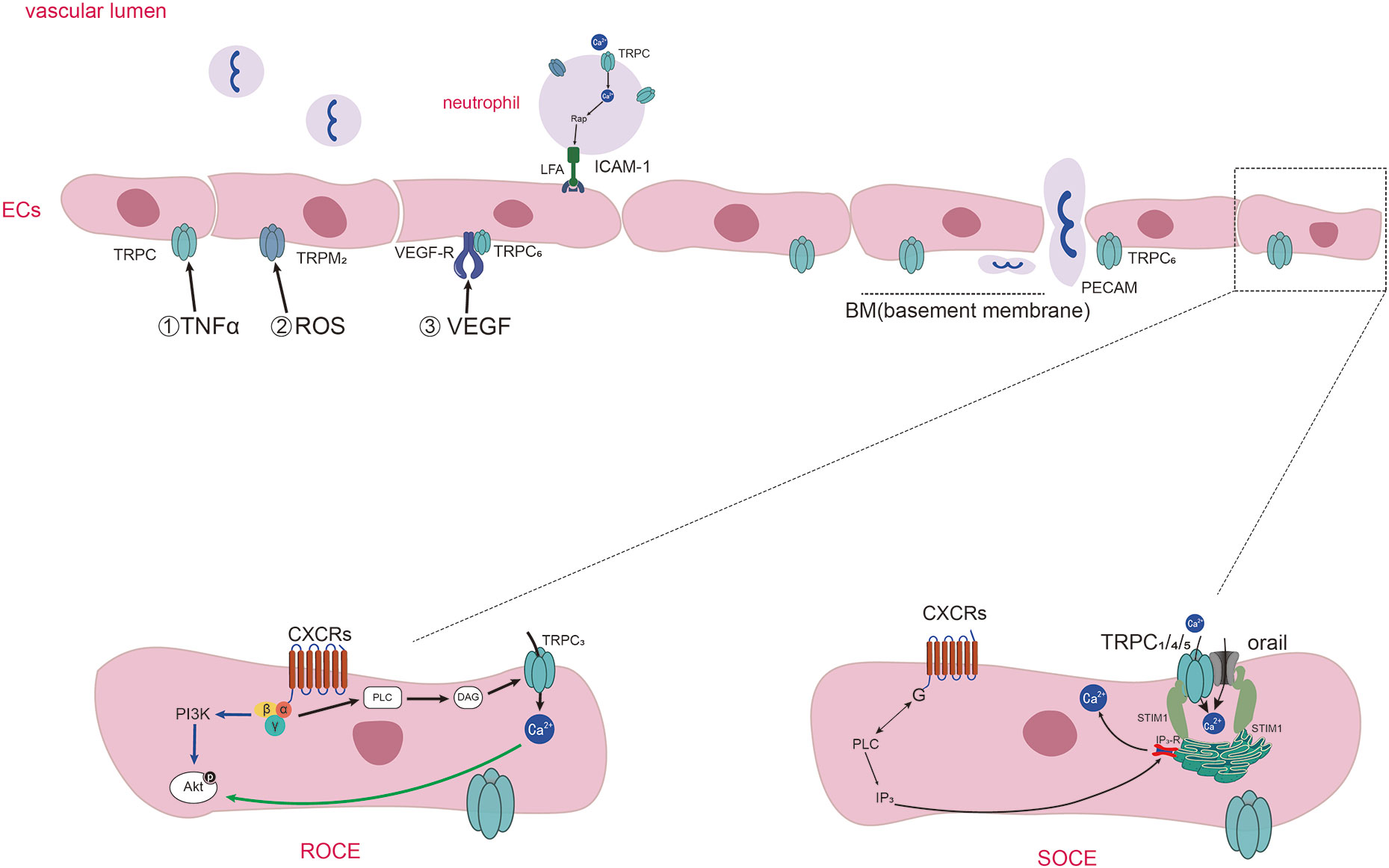 Frontiers  Transient Receptor Potential Vanilloid Subtype 1