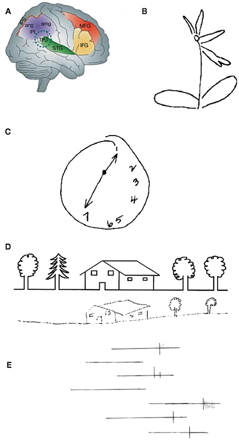 www.frontiersin.org