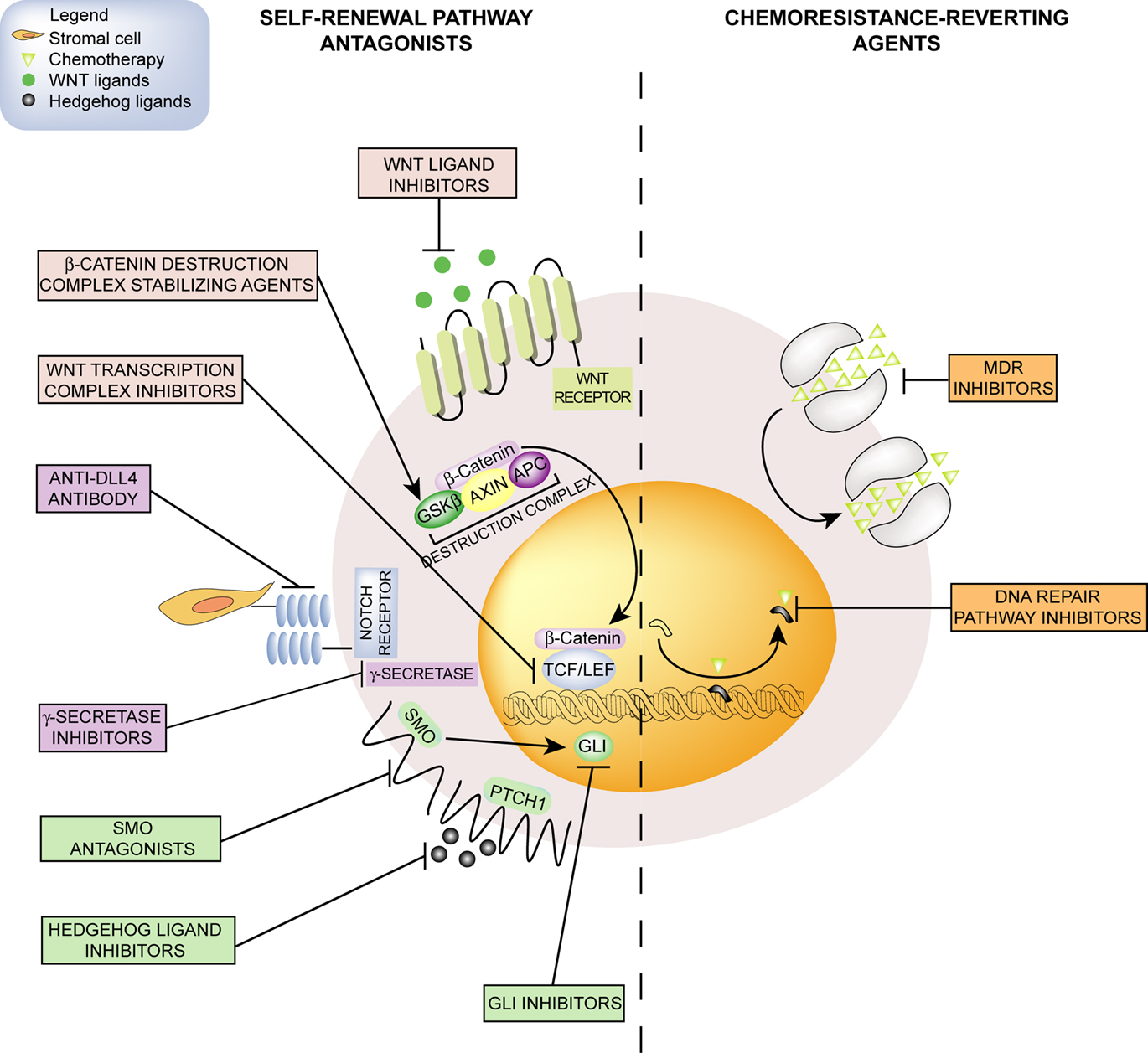 Therapeutic Targeting of Cancer Stem Cells Biology Diagrams
