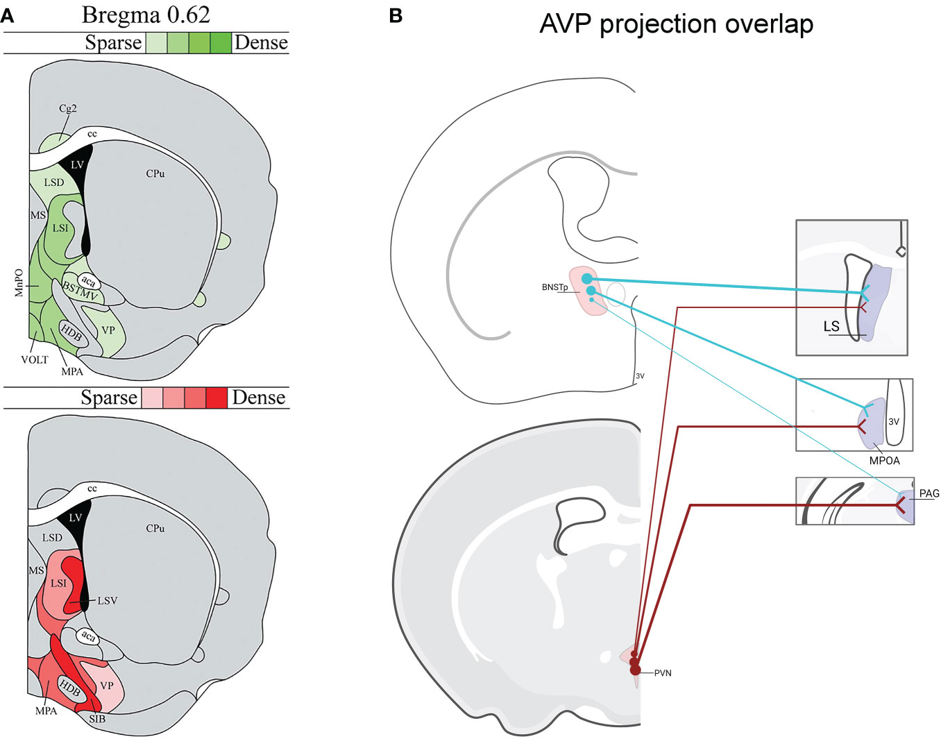Frontiers | Modulation of social behavior by distinct vasopressin sources Frontiers | Modulation of social behavior by distinct vasopressin sources