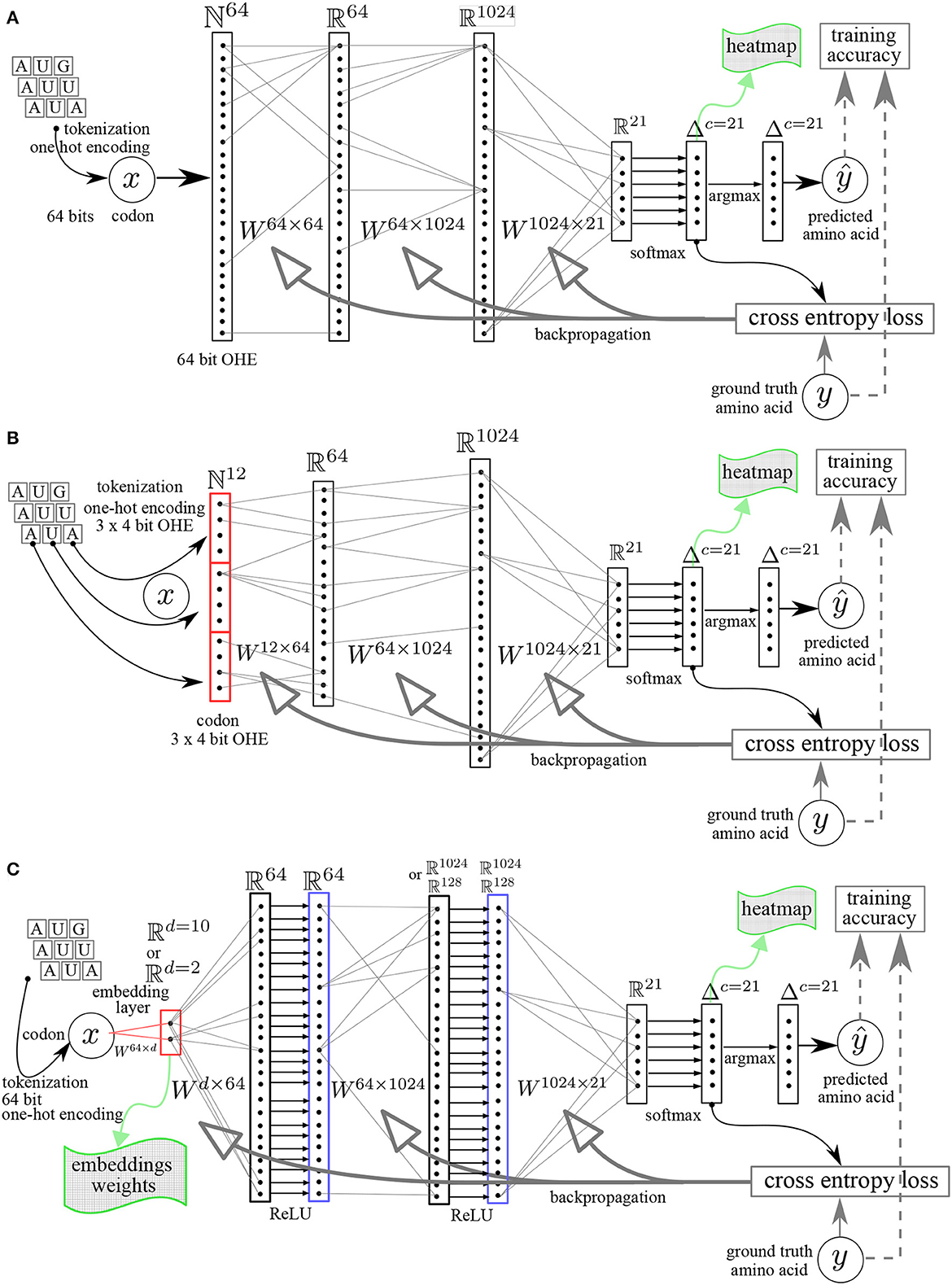 Frontiers | Cracking the genetic code with neural networks