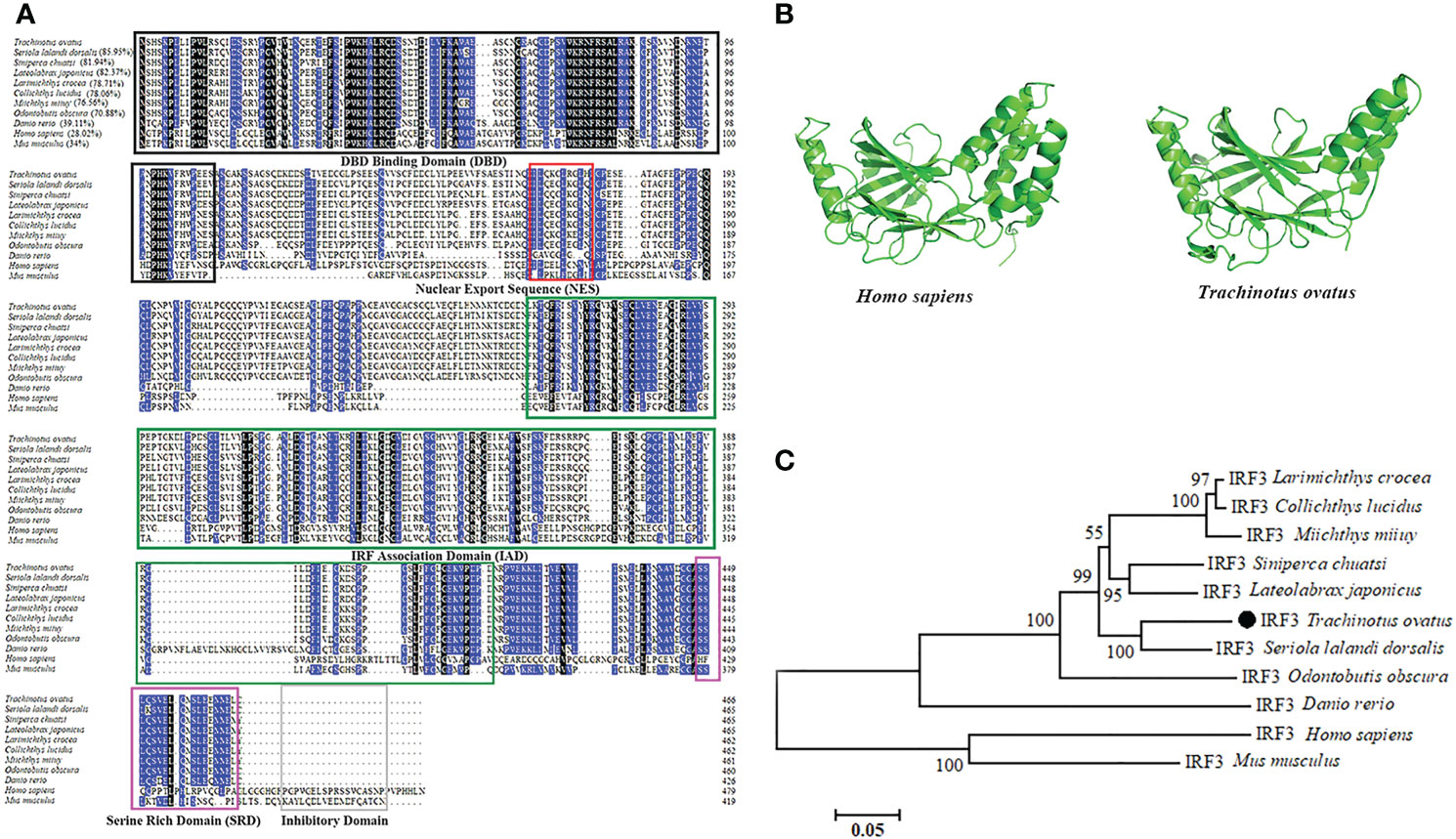 Frontiers  IFN regulatory factor 3 of golden pompano and its NLS domain  are involved in antibacterial innate immunity and regulate the expression  of type I interferon (IFNa3)