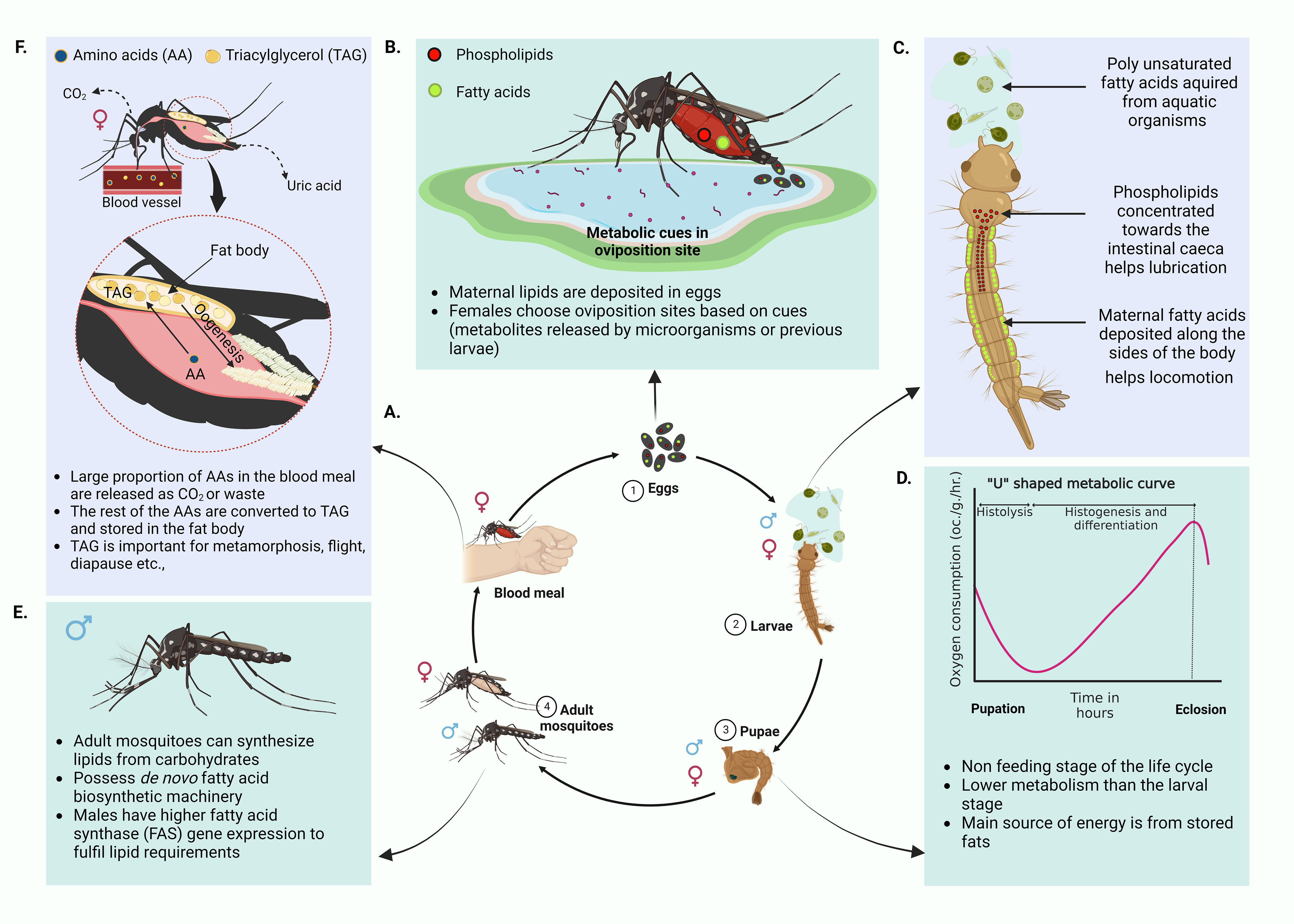 Expansive and Diverse Phenotypic Landscape of Field Aedes aegypti (Diptera:  Culicidae) Larvae with Differential Susceptibility to Temephos: Beyond  Metabolic Detoxification