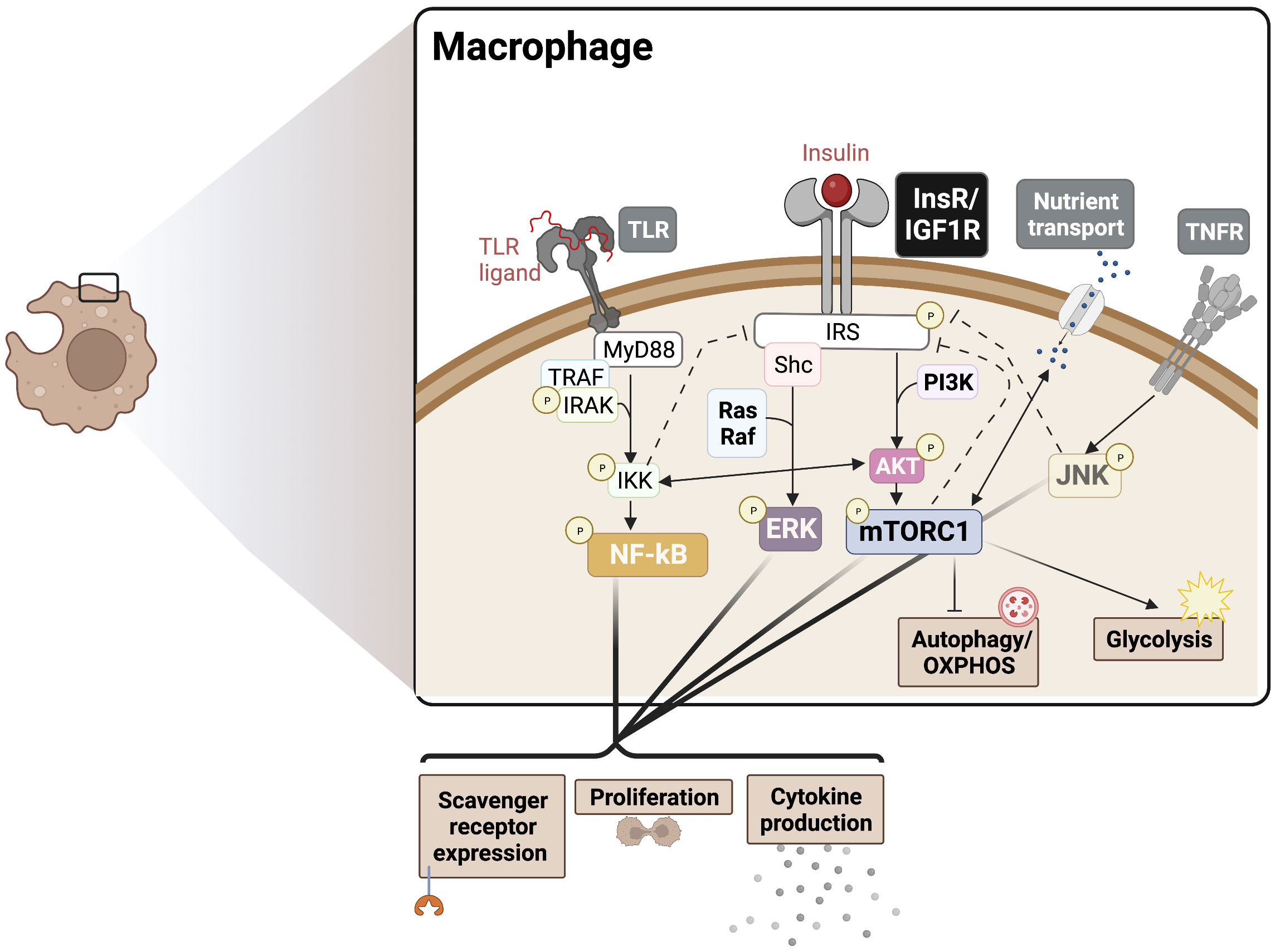 Stopping staph: Could it alter the course of diabetes? - The Loop