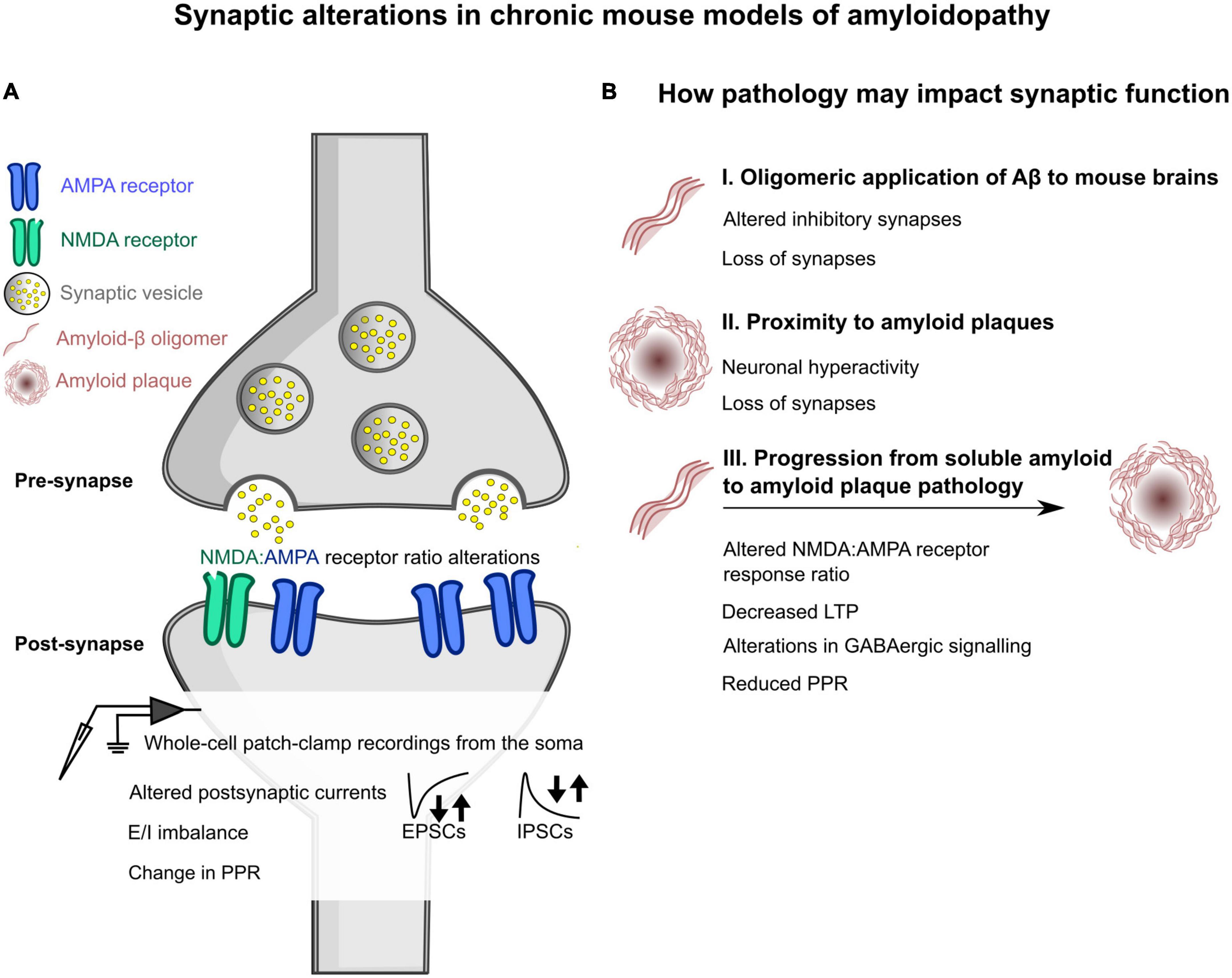 Location and distribution of inhibitory synapses differentially affect