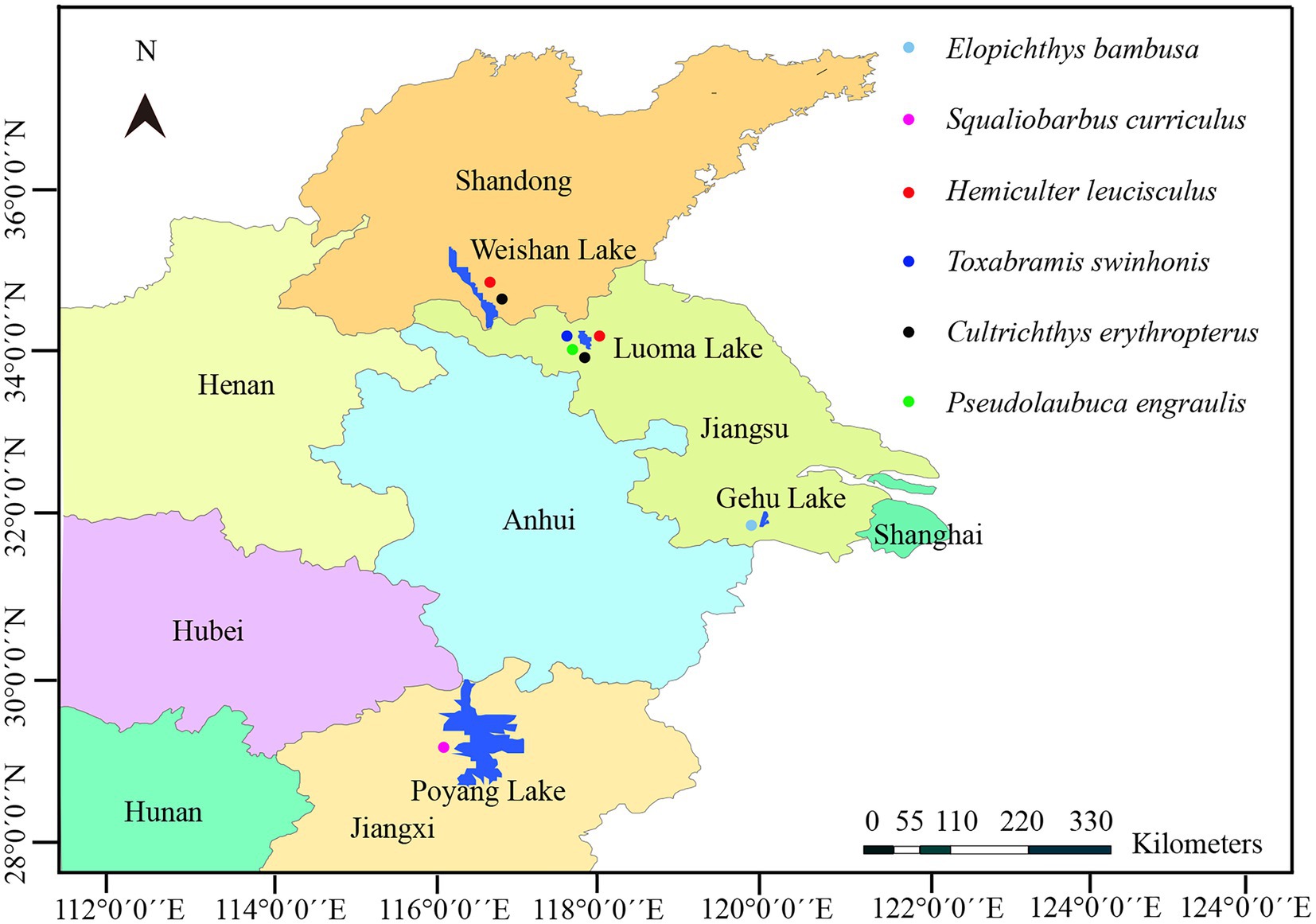 Molecular and morphological description of a novel microsporidian